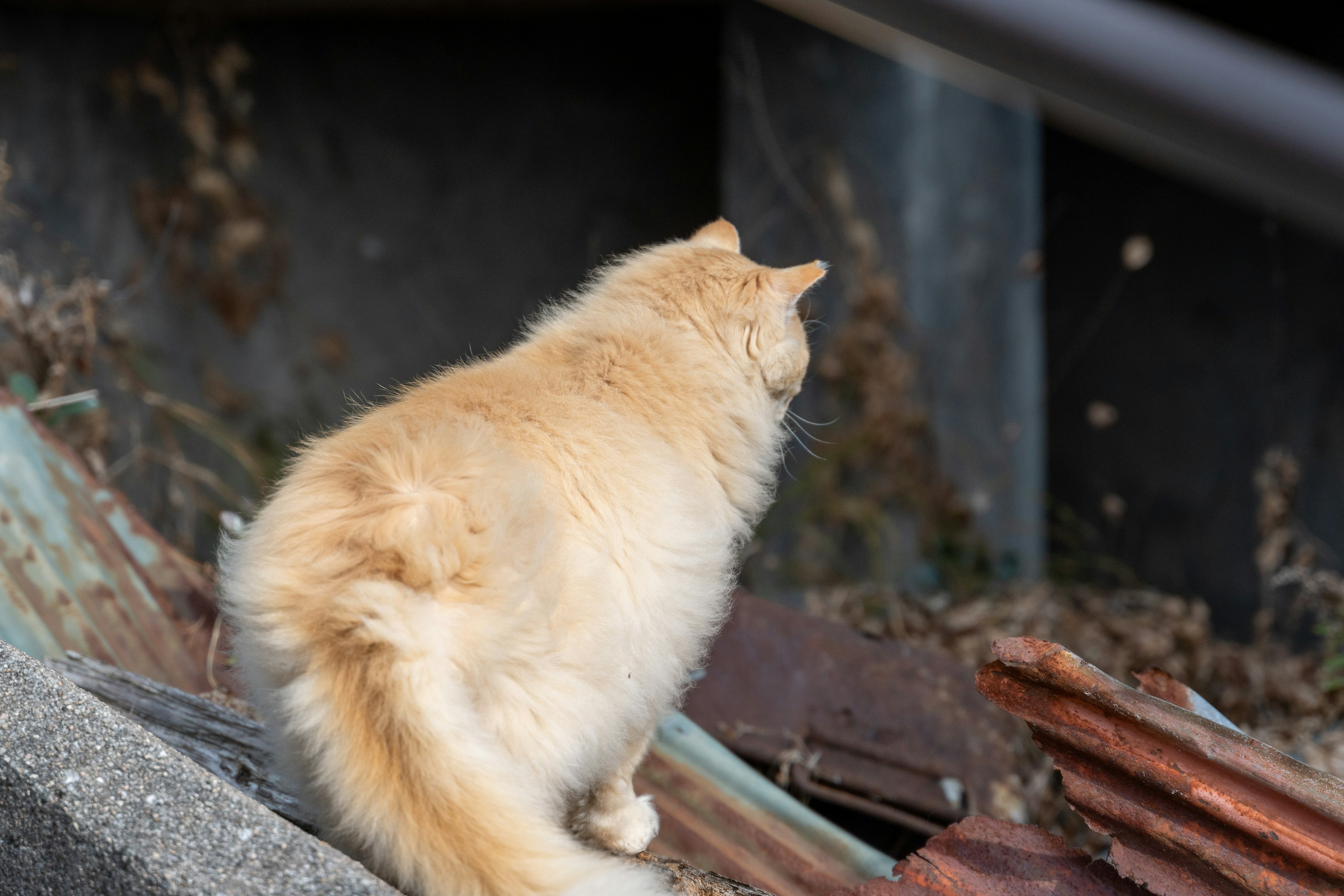 Orange cat sitting on debris with its back facing the camera