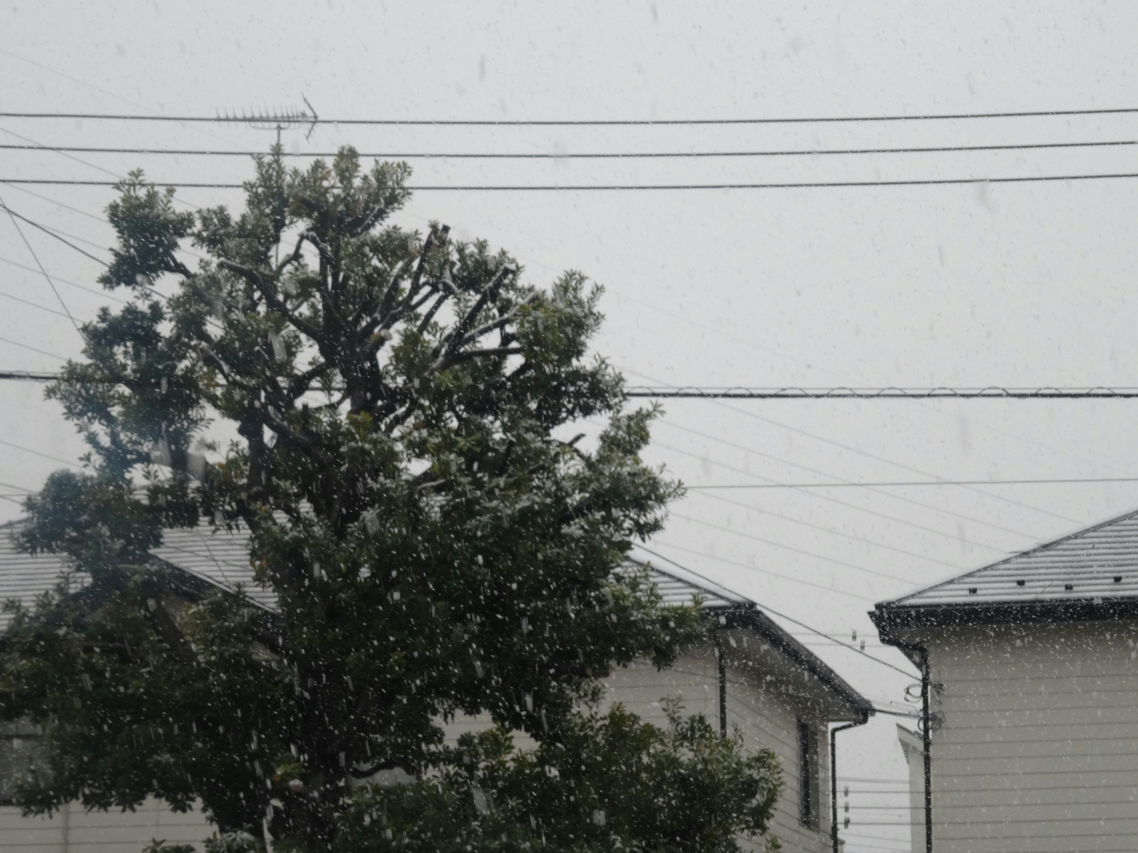 Nieve cayendo sobre casas y un árbol en un cielo gris