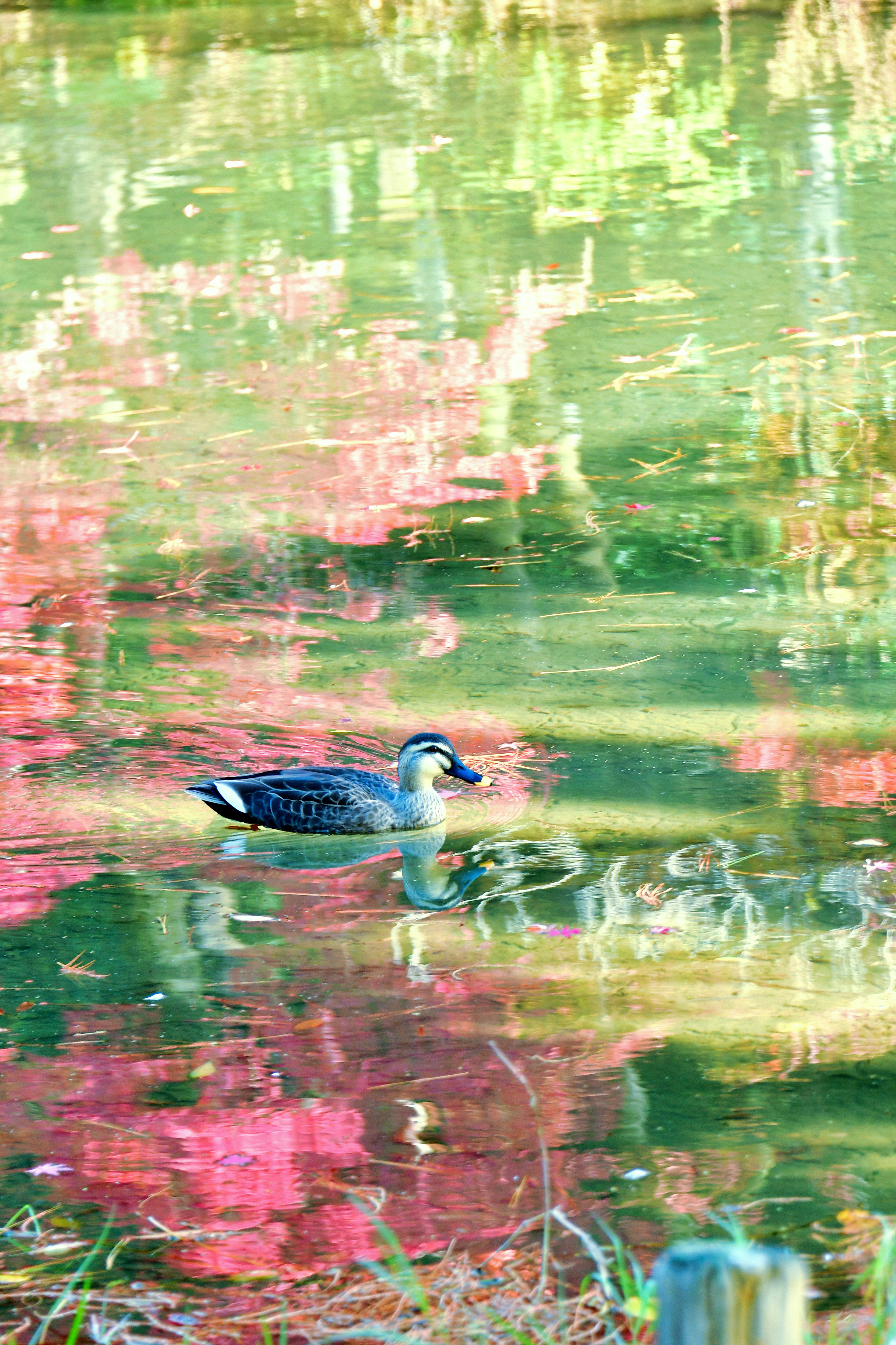 Pato nadando en el agua con reflejo de follaje otoñal vibrante