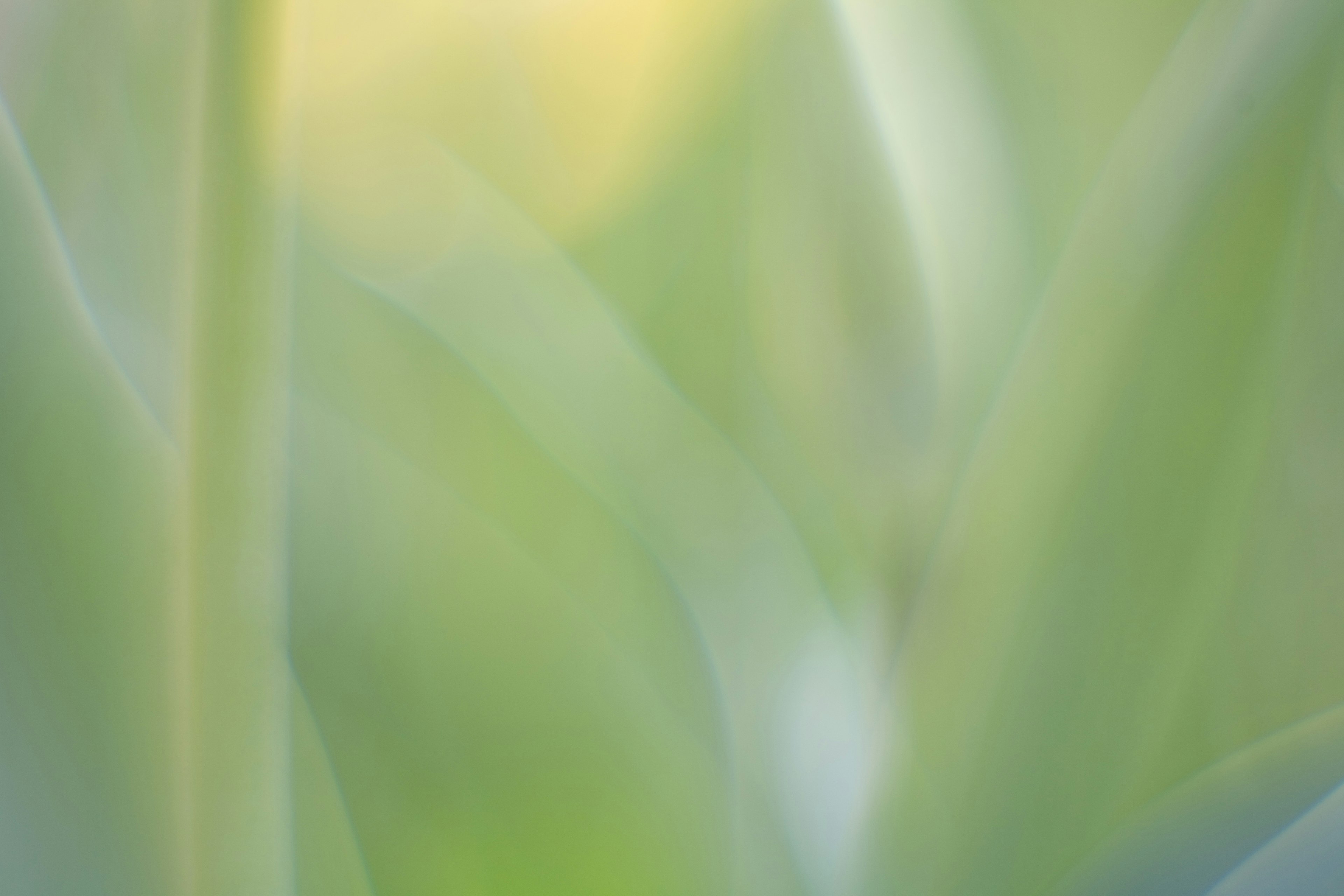 Blurred green leaves with soft color tones in the background