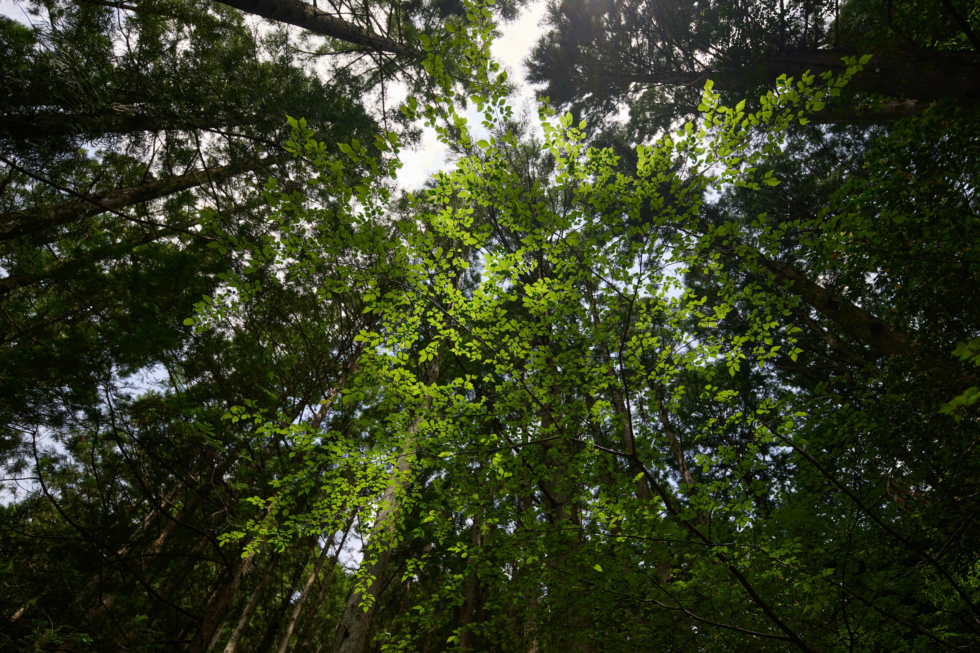 Nach oben schauen auf grüne Blätter und Sonnenlicht durch die Bäume