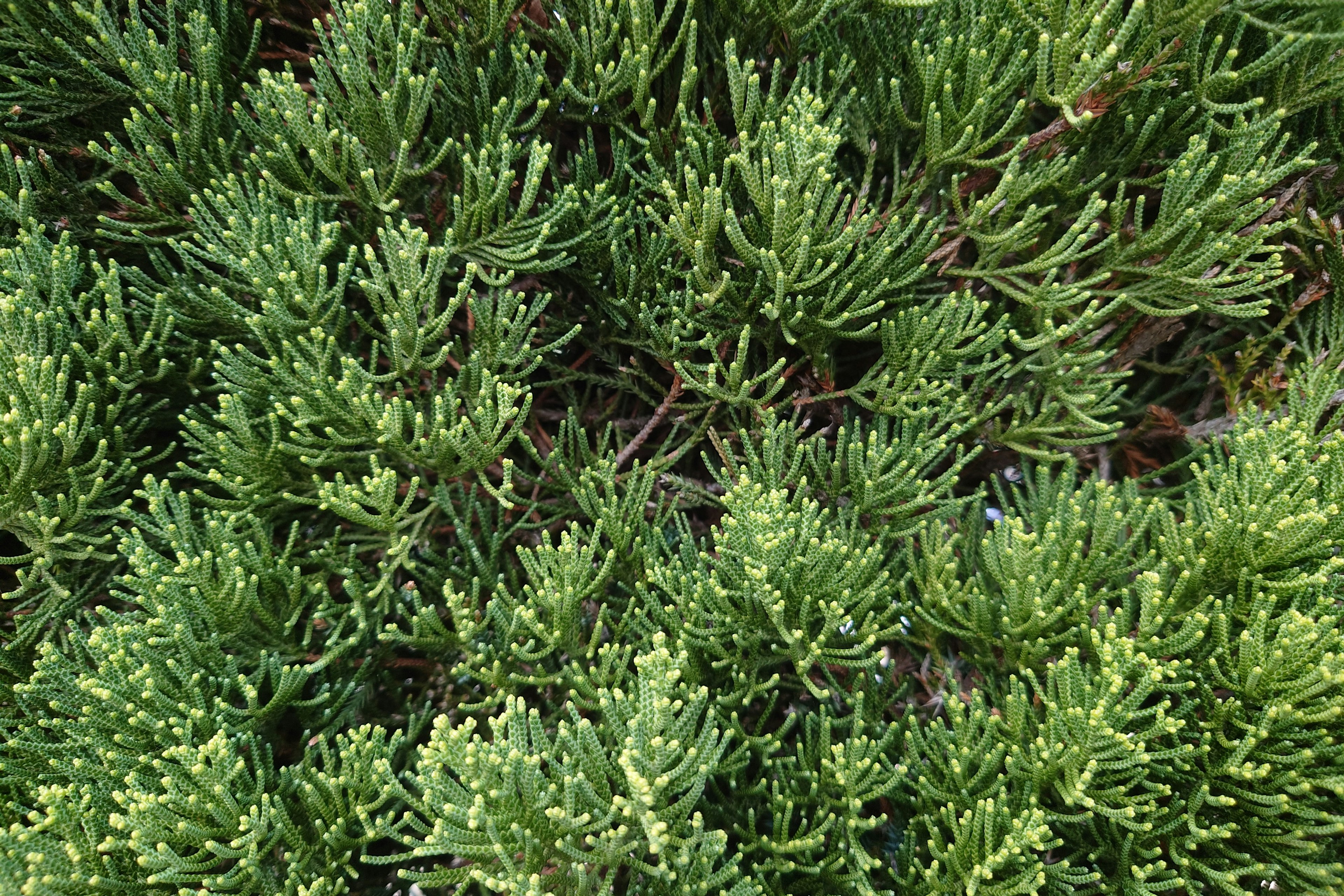 Gros plan de feuilles succulentes vertes denses