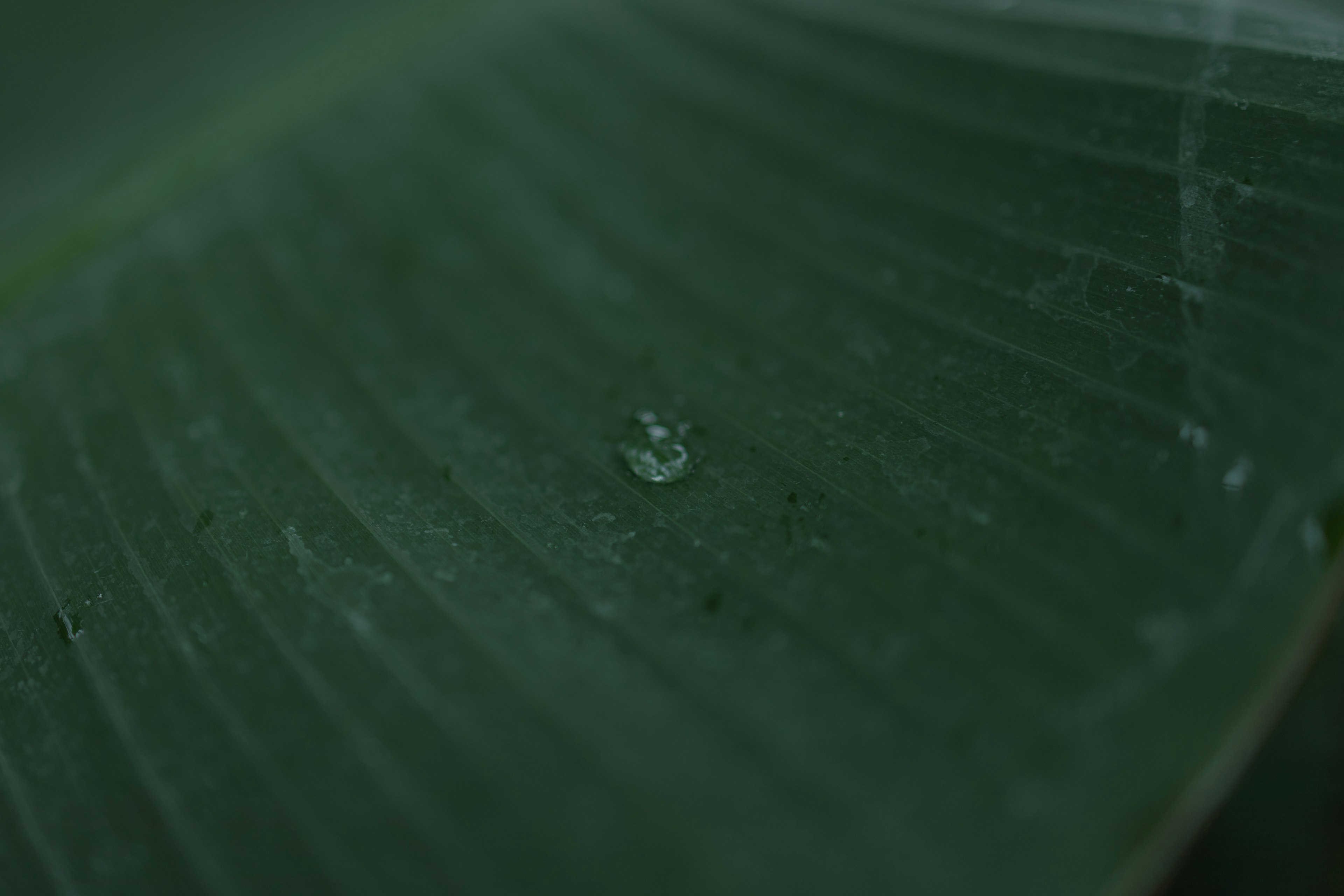 Nahaufnahme eines grünen Blattes mit einem Wassertropfen