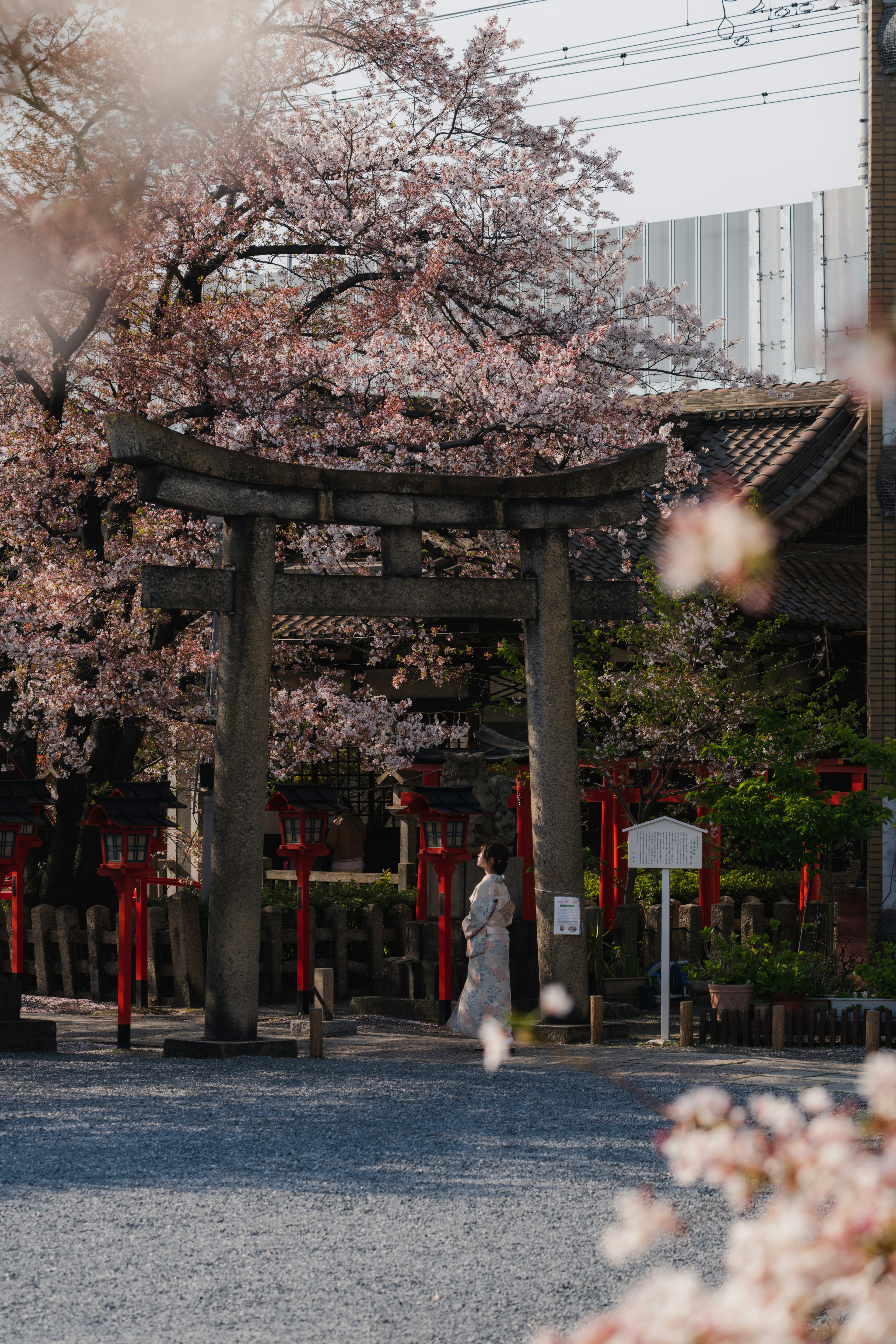 Una donna in abiti tradizionali si trova di fronte a un torii sotto gli alberi di ciliegio