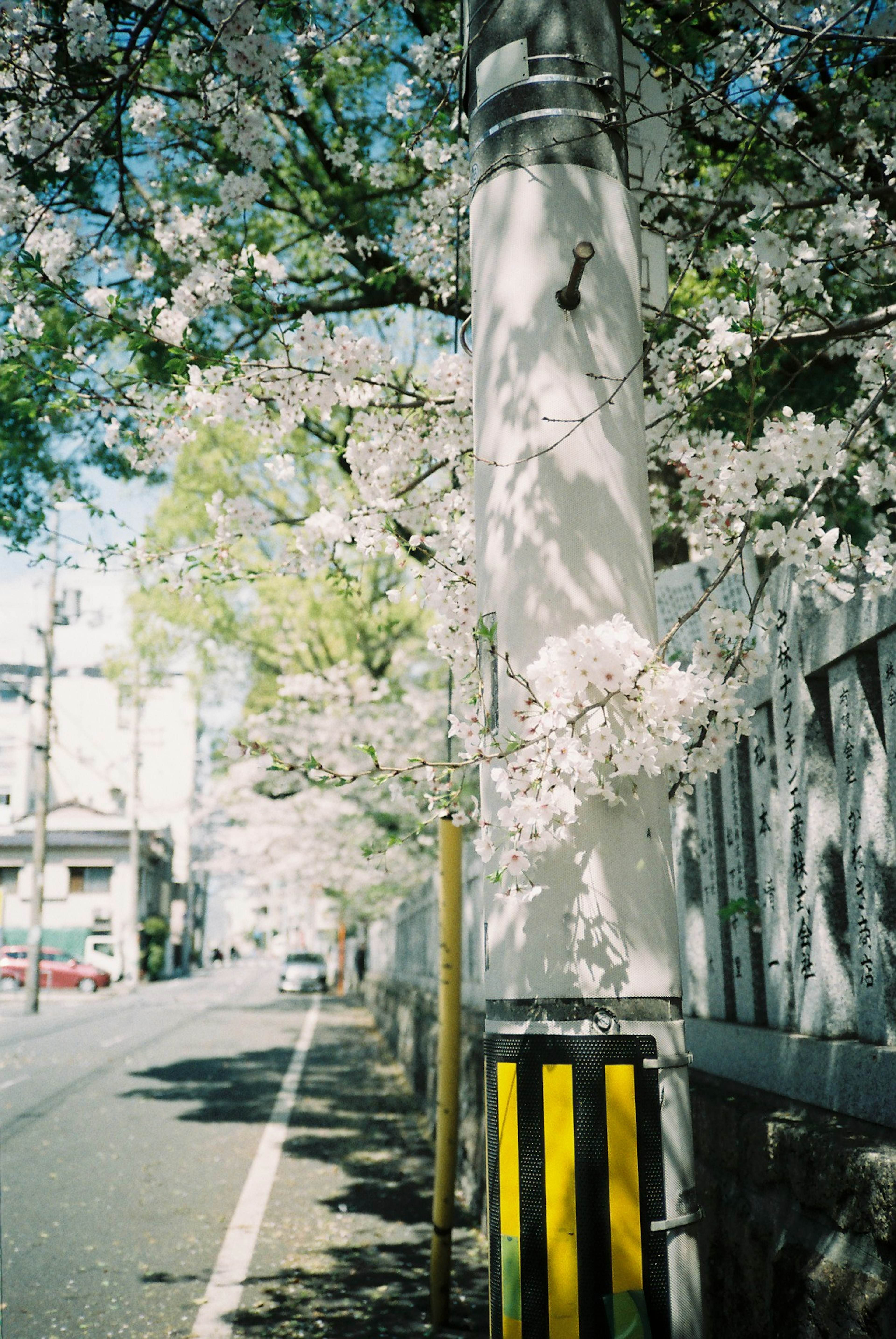 樱花树沿街而立，旁边有黄色护栏