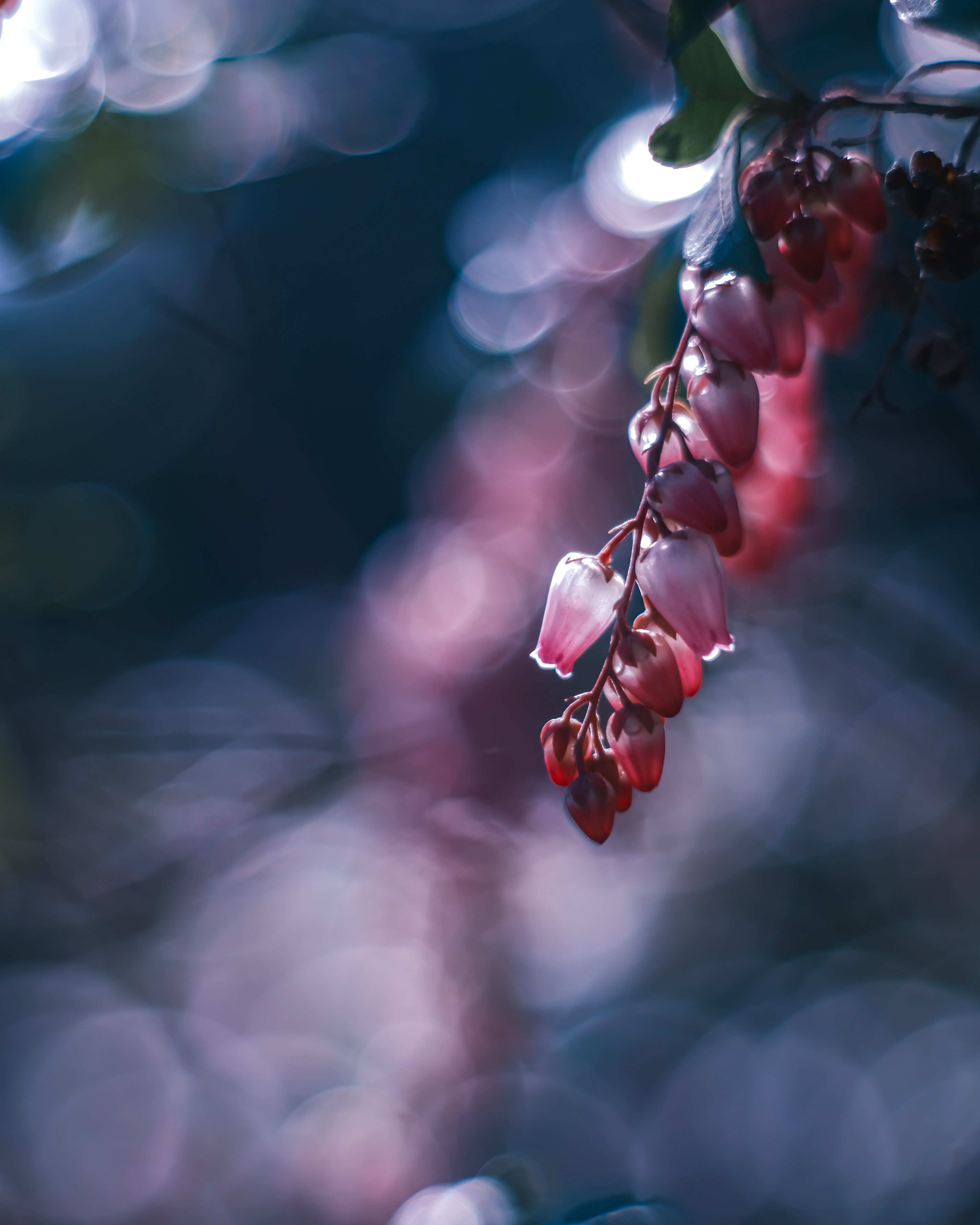 Image présentant des grappes de fleurs rouges sur un fond bleu