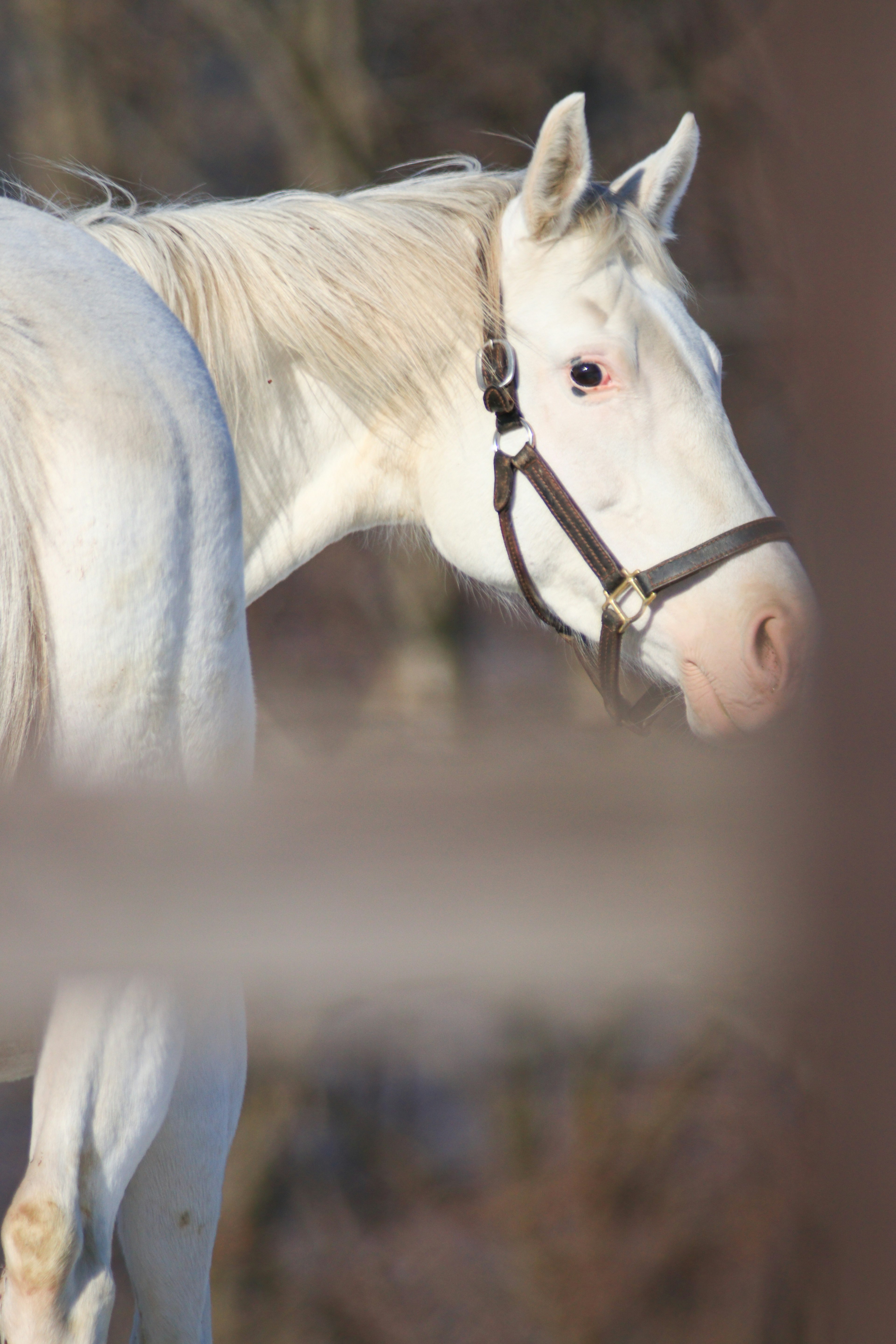 Se ve un caballo blanco girando la cabeza