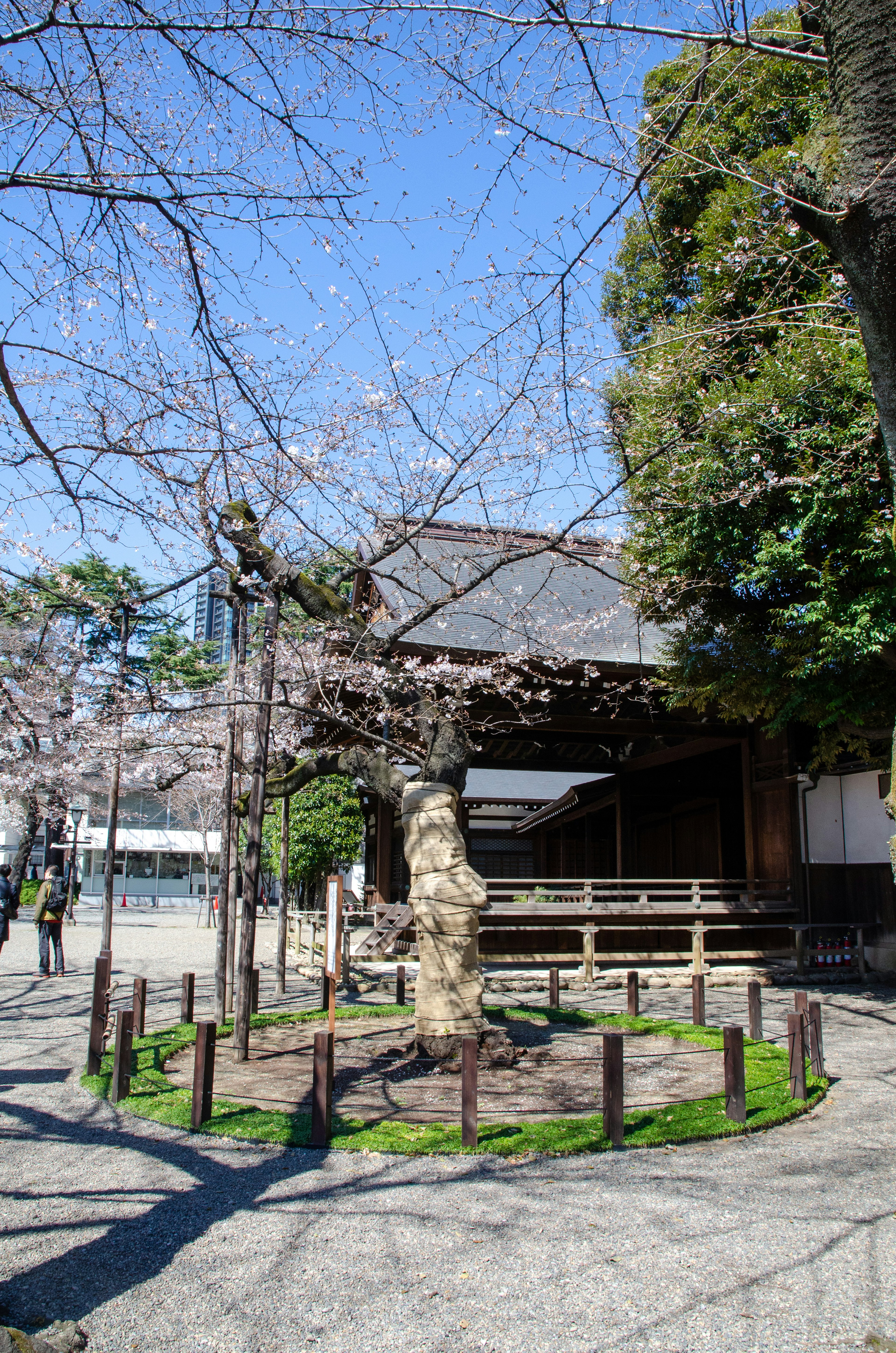 公園場景，包含櫻花樹和傳統建築