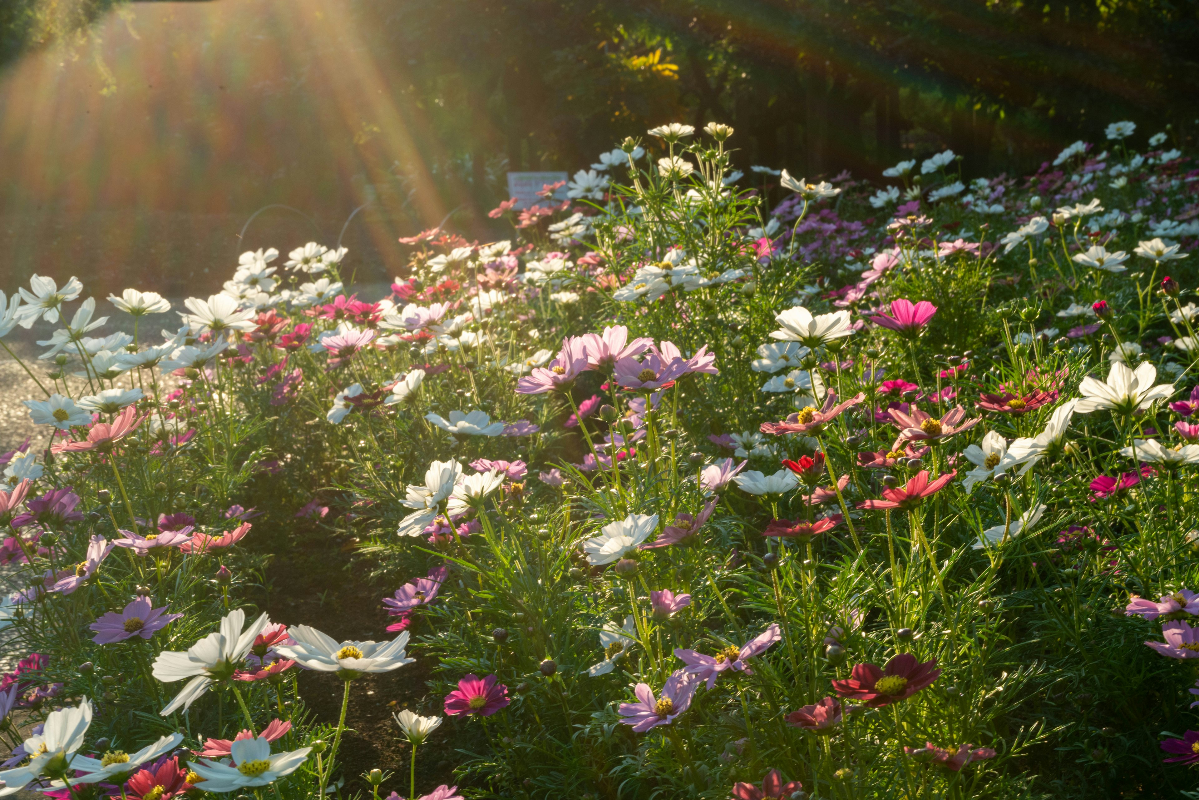 Fiori colorati che fioriscono in un giardino Luce solare che filtra