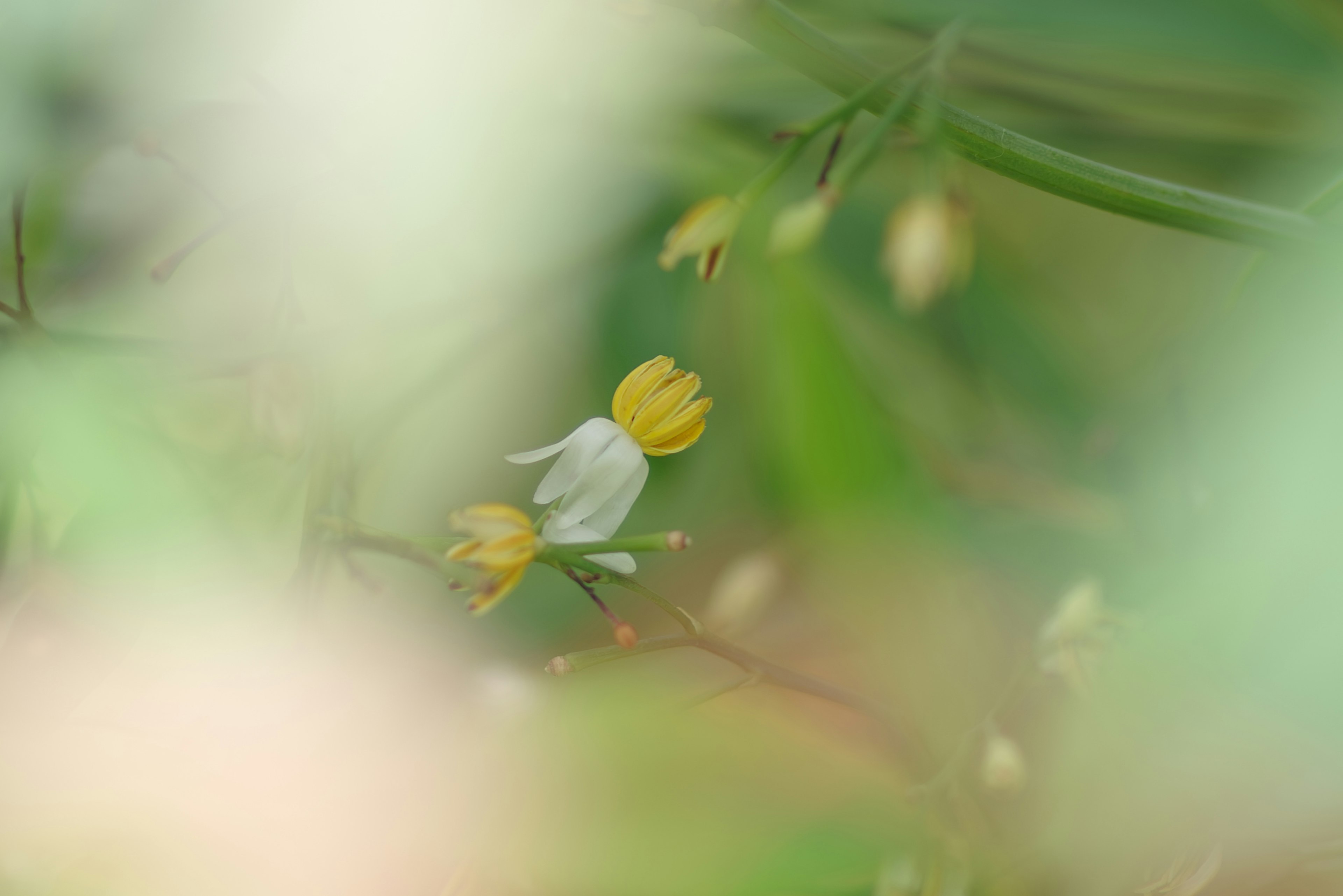 Una imagen desenfocada que presenta flores blancas y amarillas en un fondo borroso