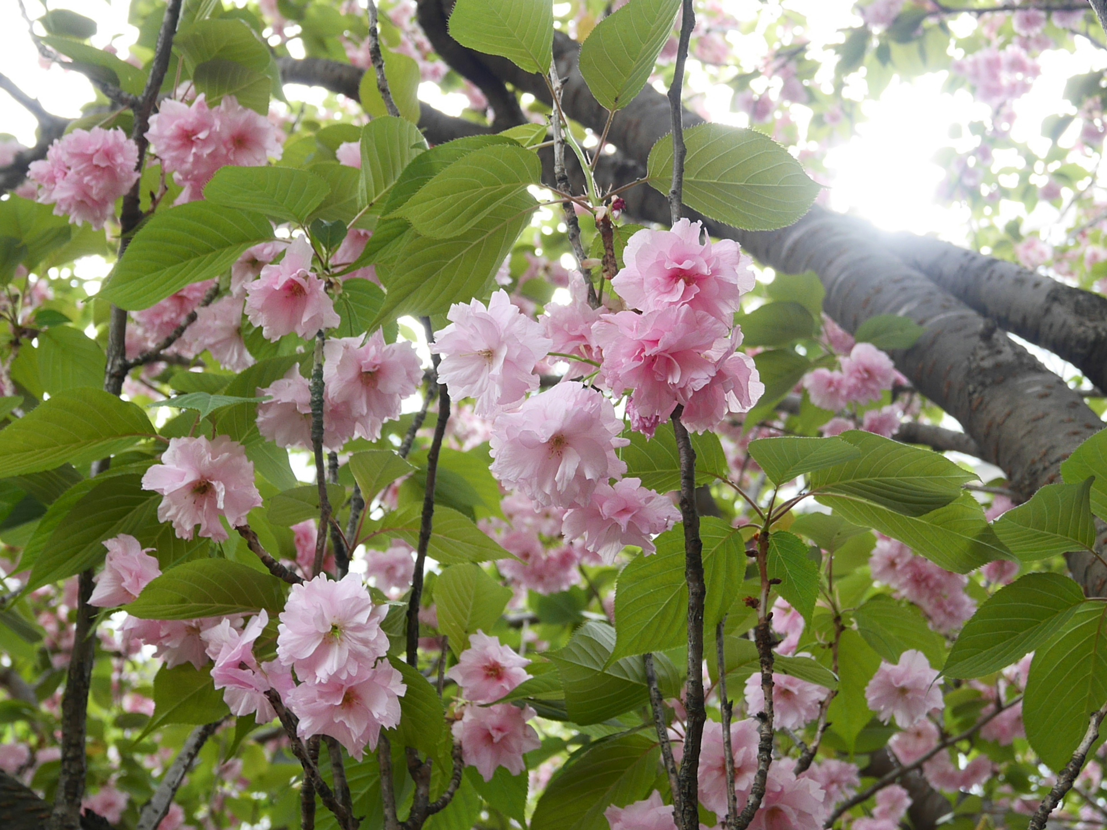 樱花盛开的树枝特写，周围环绕着绿色叶子