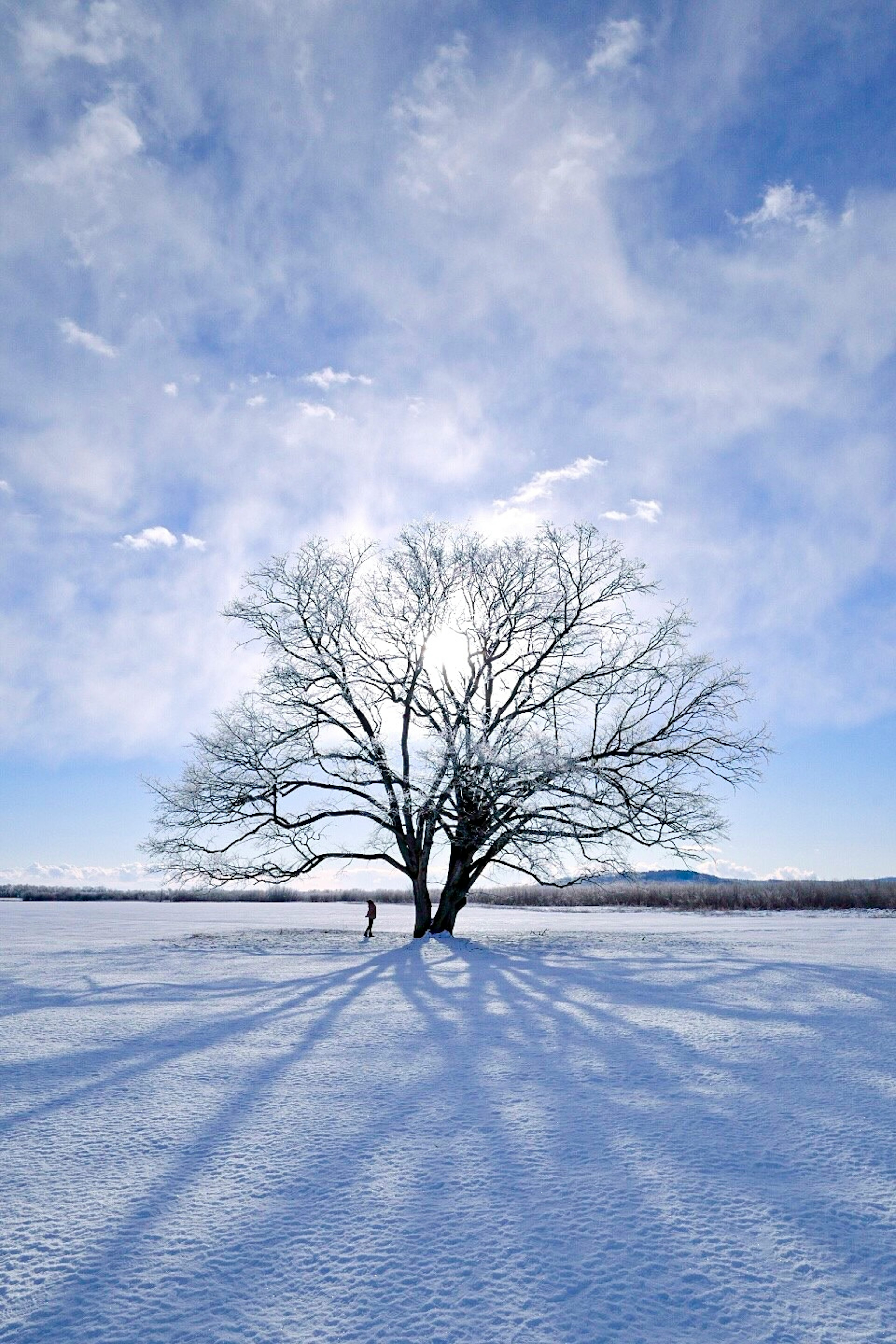 雪に覆われた大地に立つ木のシルエットと空の青さ