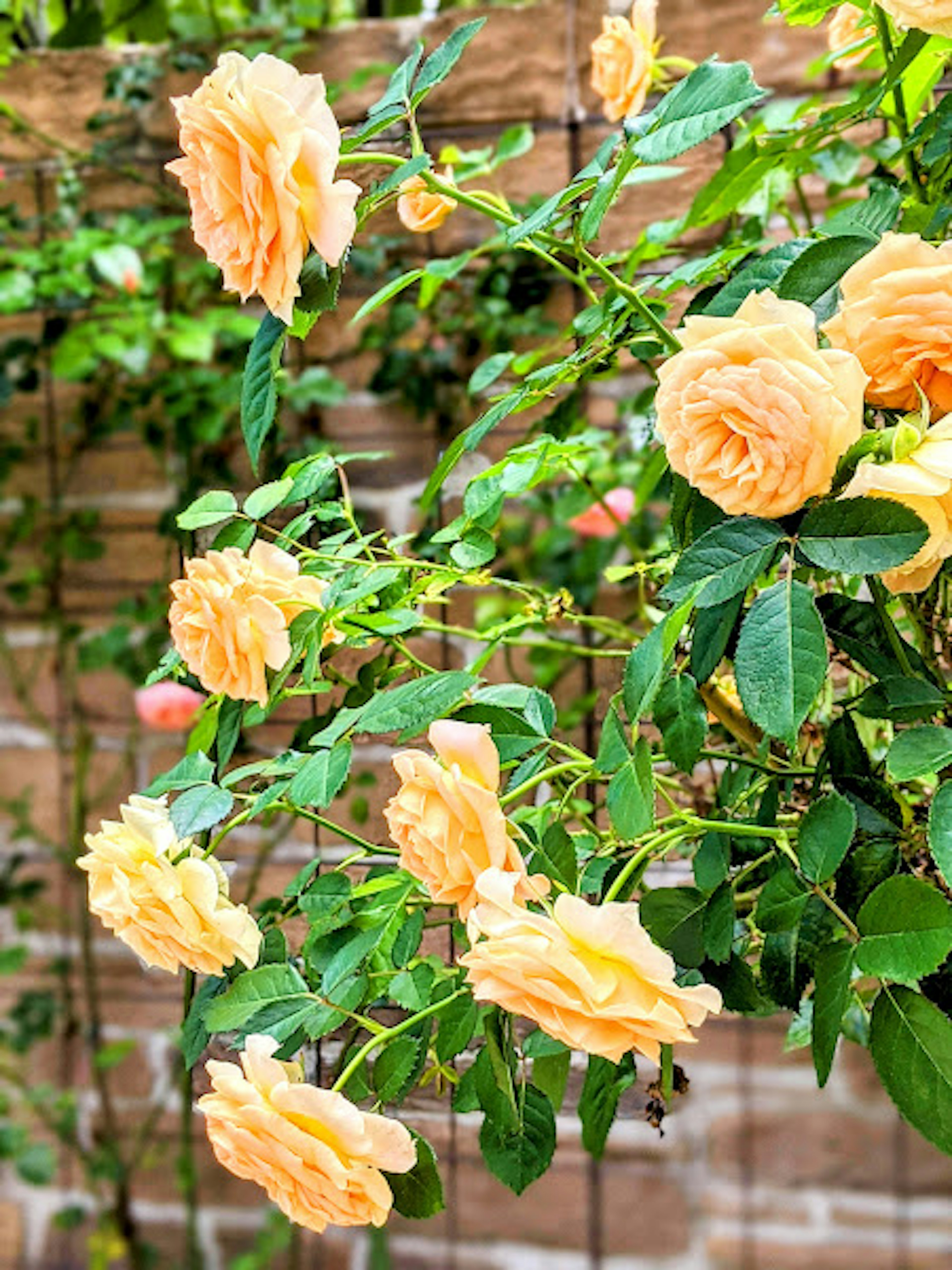 Peach roses blooming amidst lush green leaves