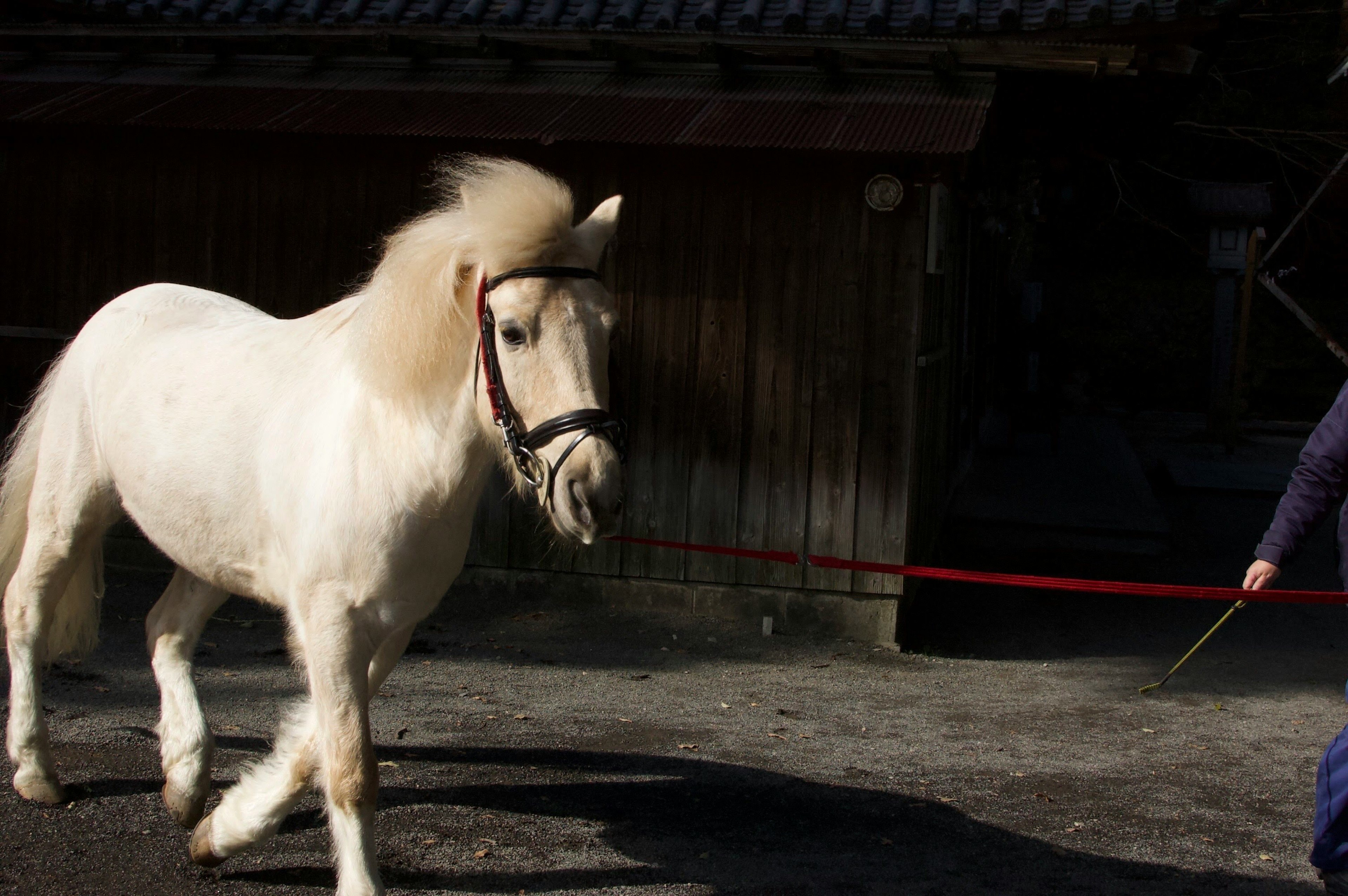 白い馬が赤いリードで引かれている光景