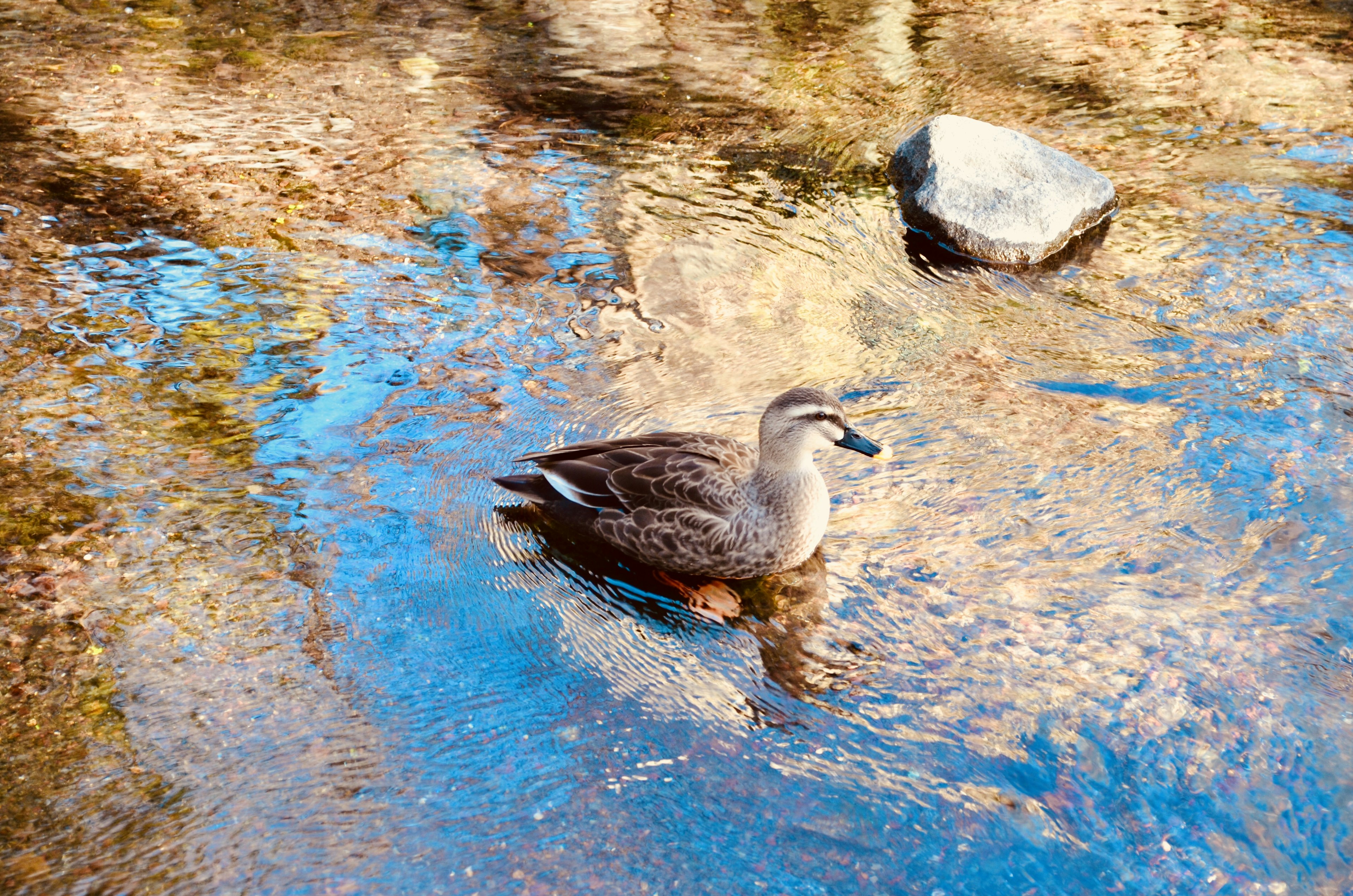 Duck floating on water with natural surroundings