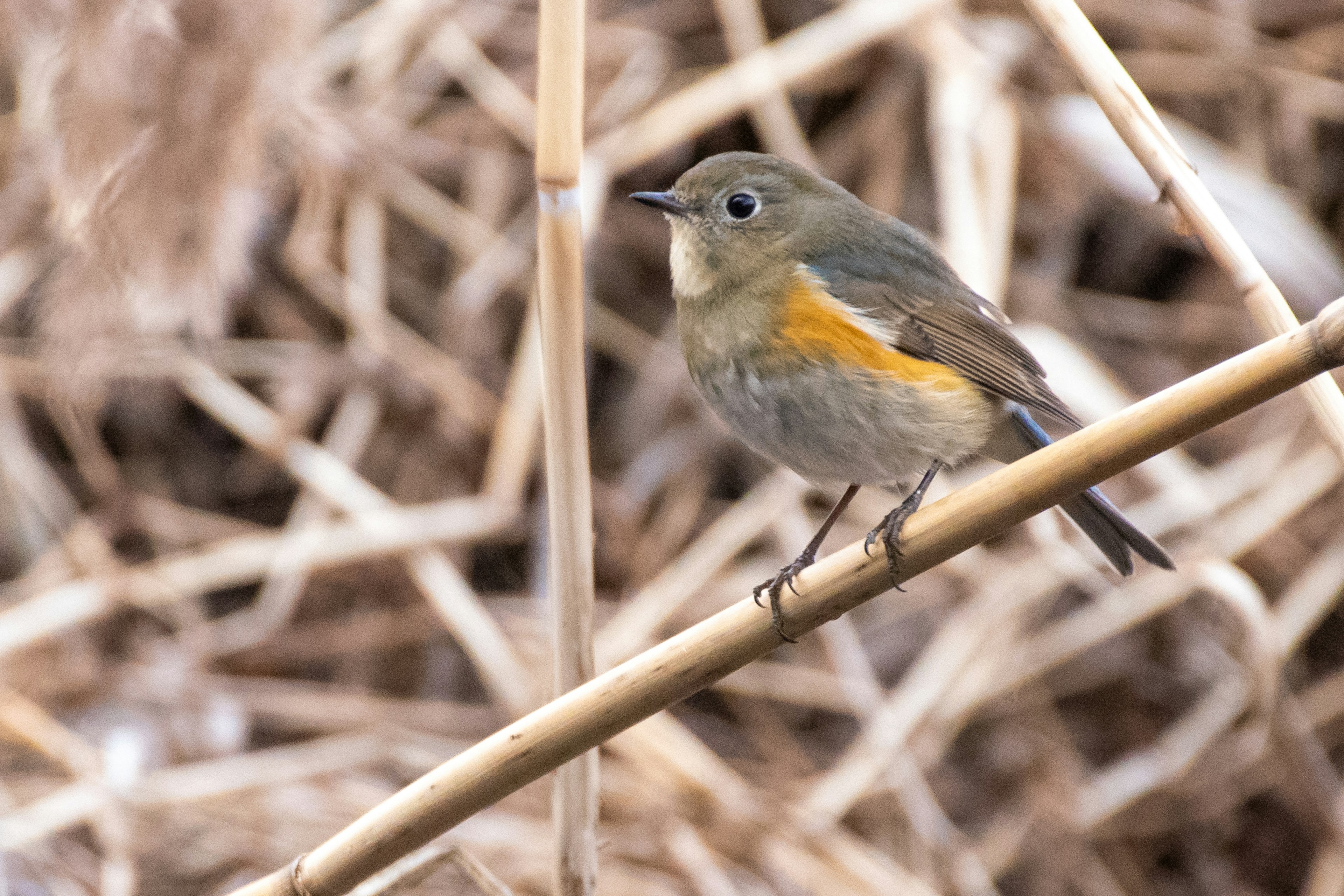 A small bird perched on a thin branch with a backdrop of dry grass