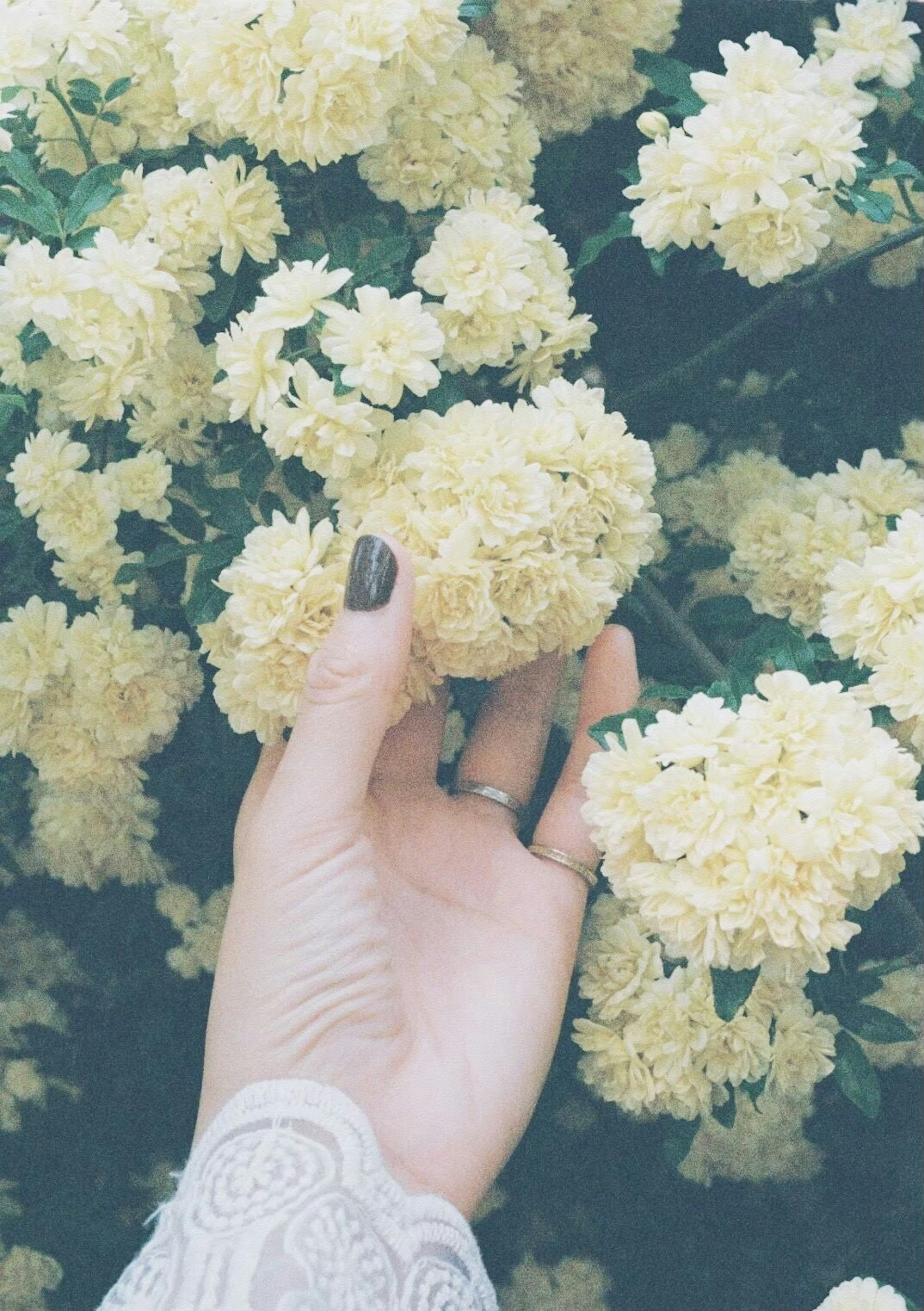 Una mano tocando suavemente flores amarillas