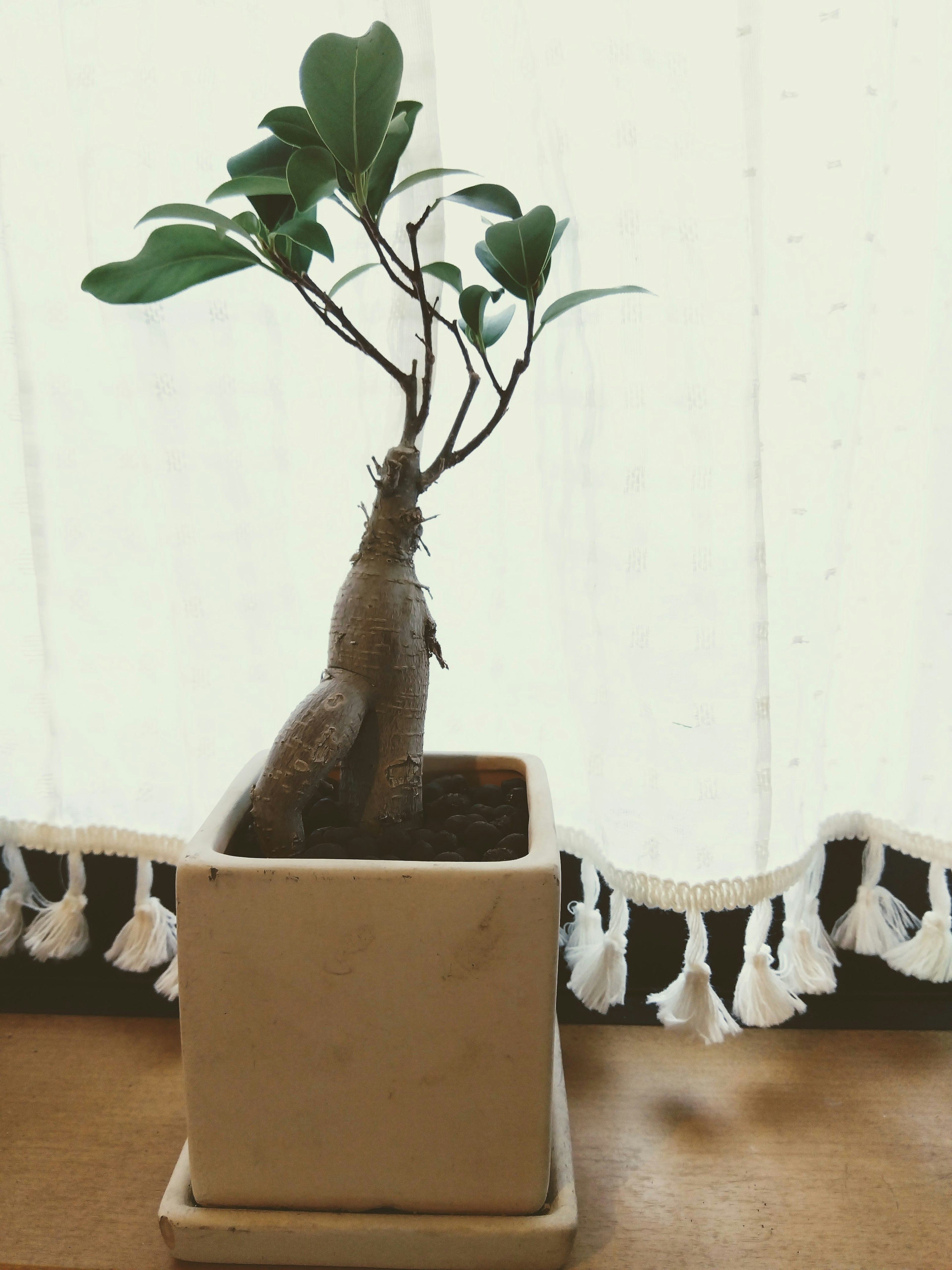 A small potted plant with heart-shaped leaves near a window