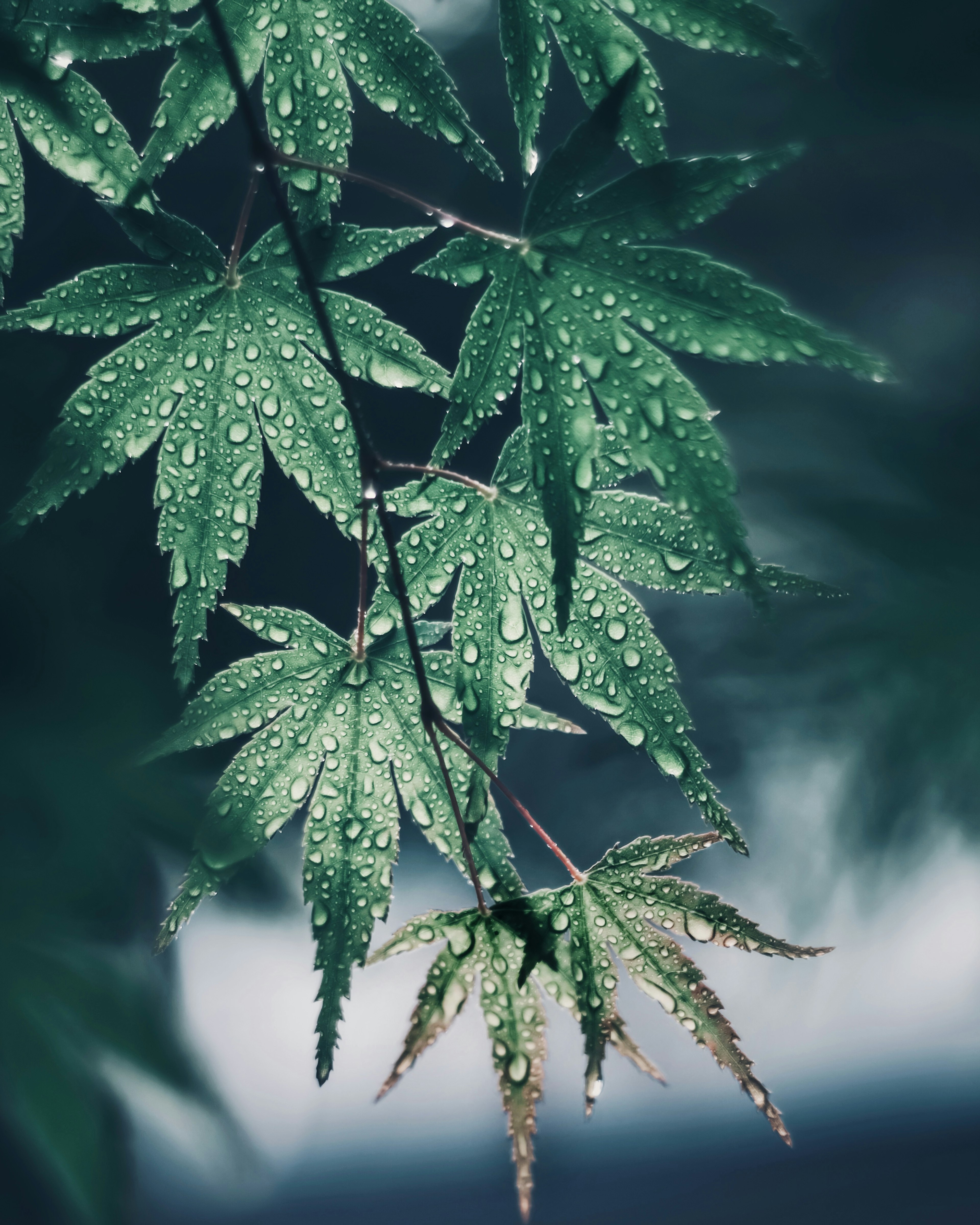 Acercamiento a hojas de arce cubiertas de gotas de lluvia mostrando un follaje verde vibrante