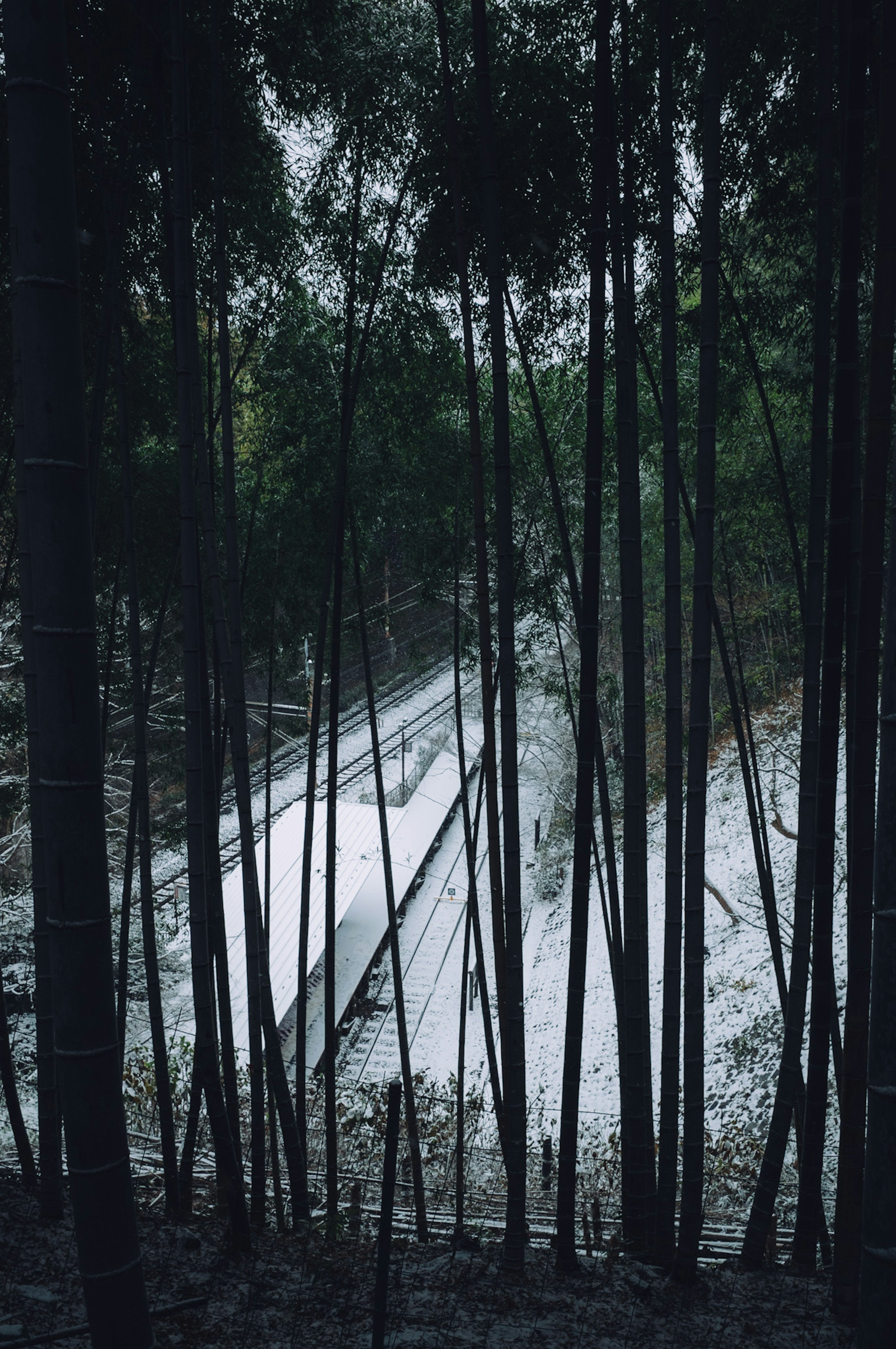 Binari ferroviari parzialmente visibili attraverso una foresta di bambù con neve