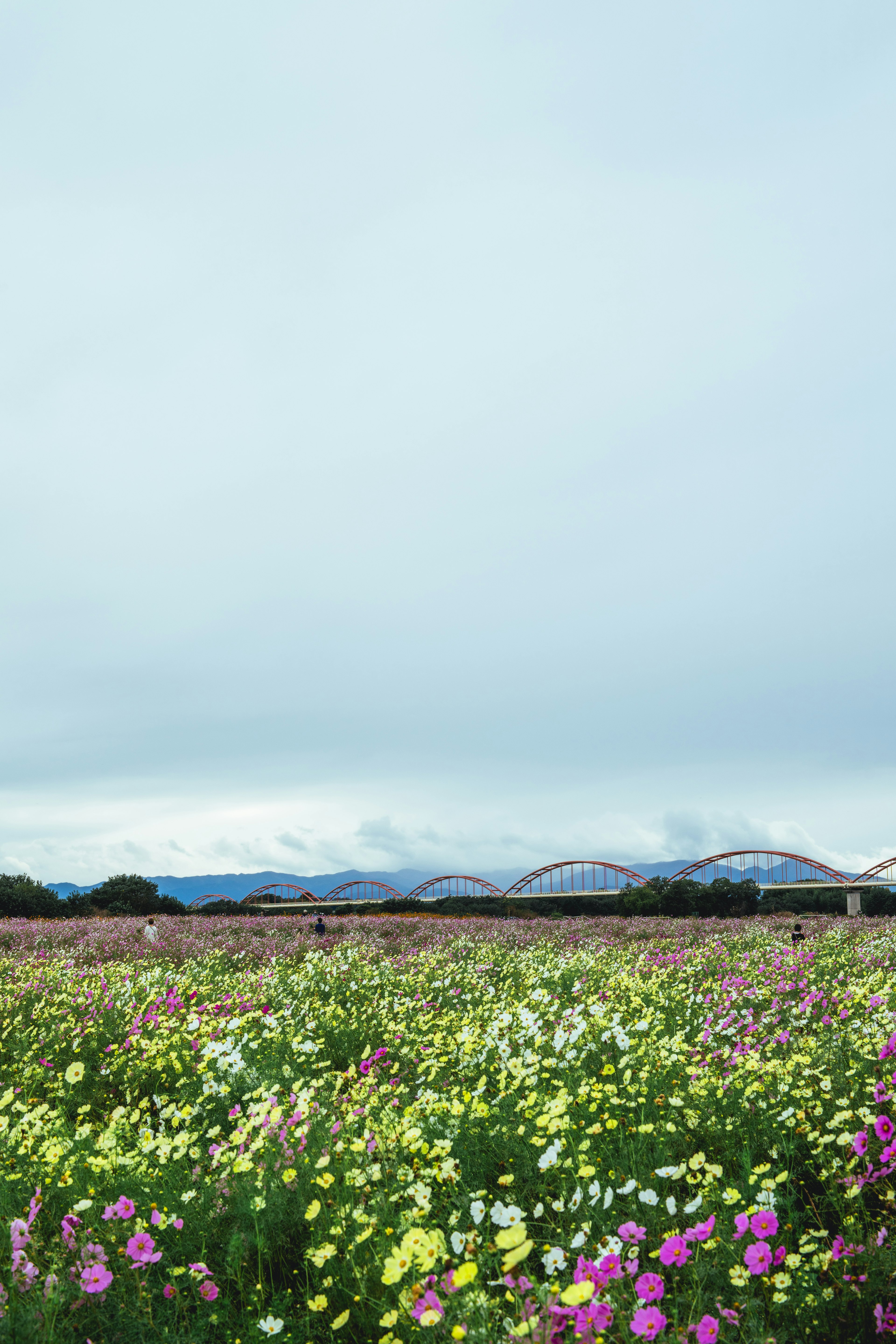 色とりどりの花が咲き乱れる広大な花畑の風景