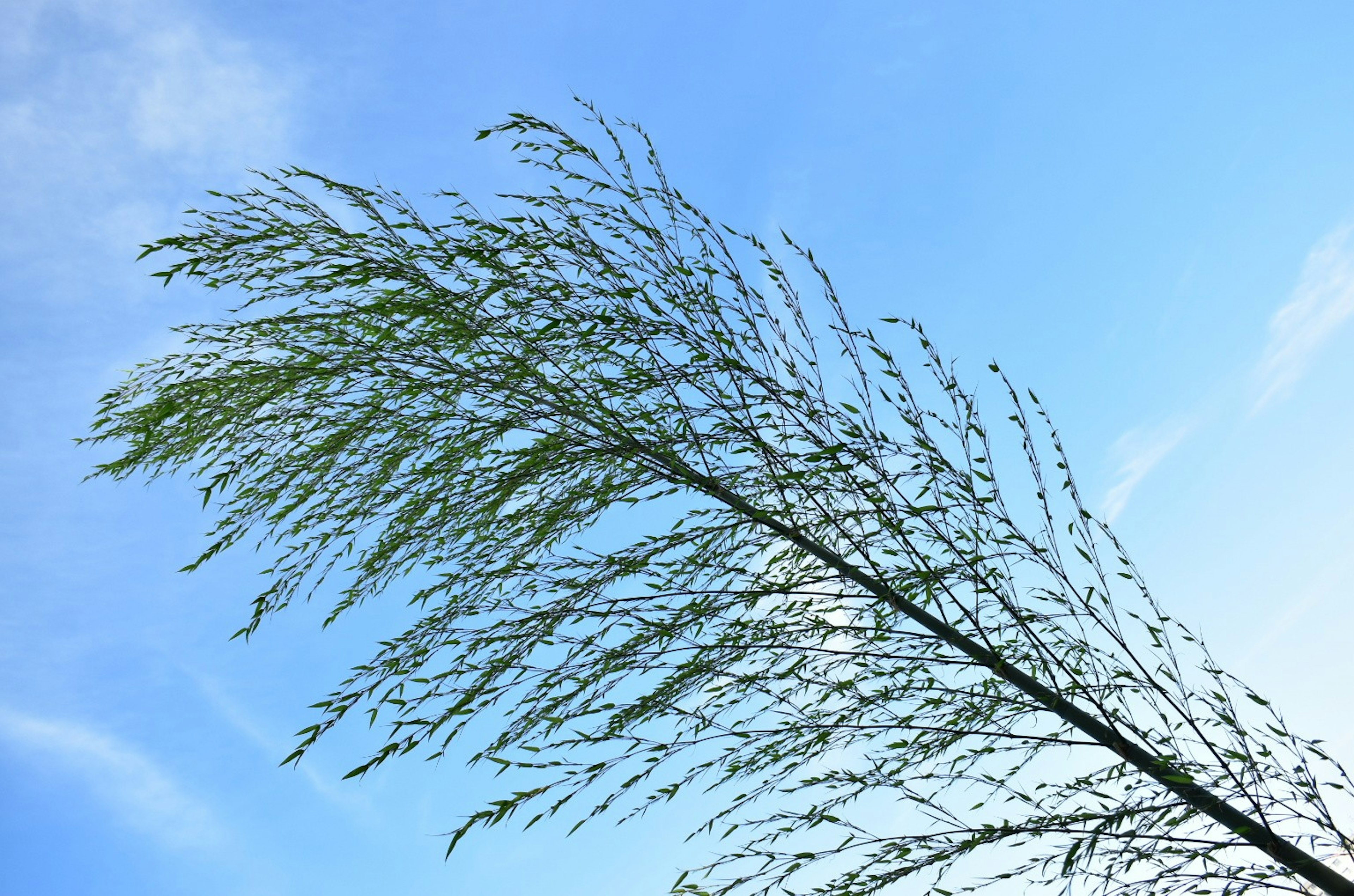 A slender plant branch swaying in the wind against a blue sky