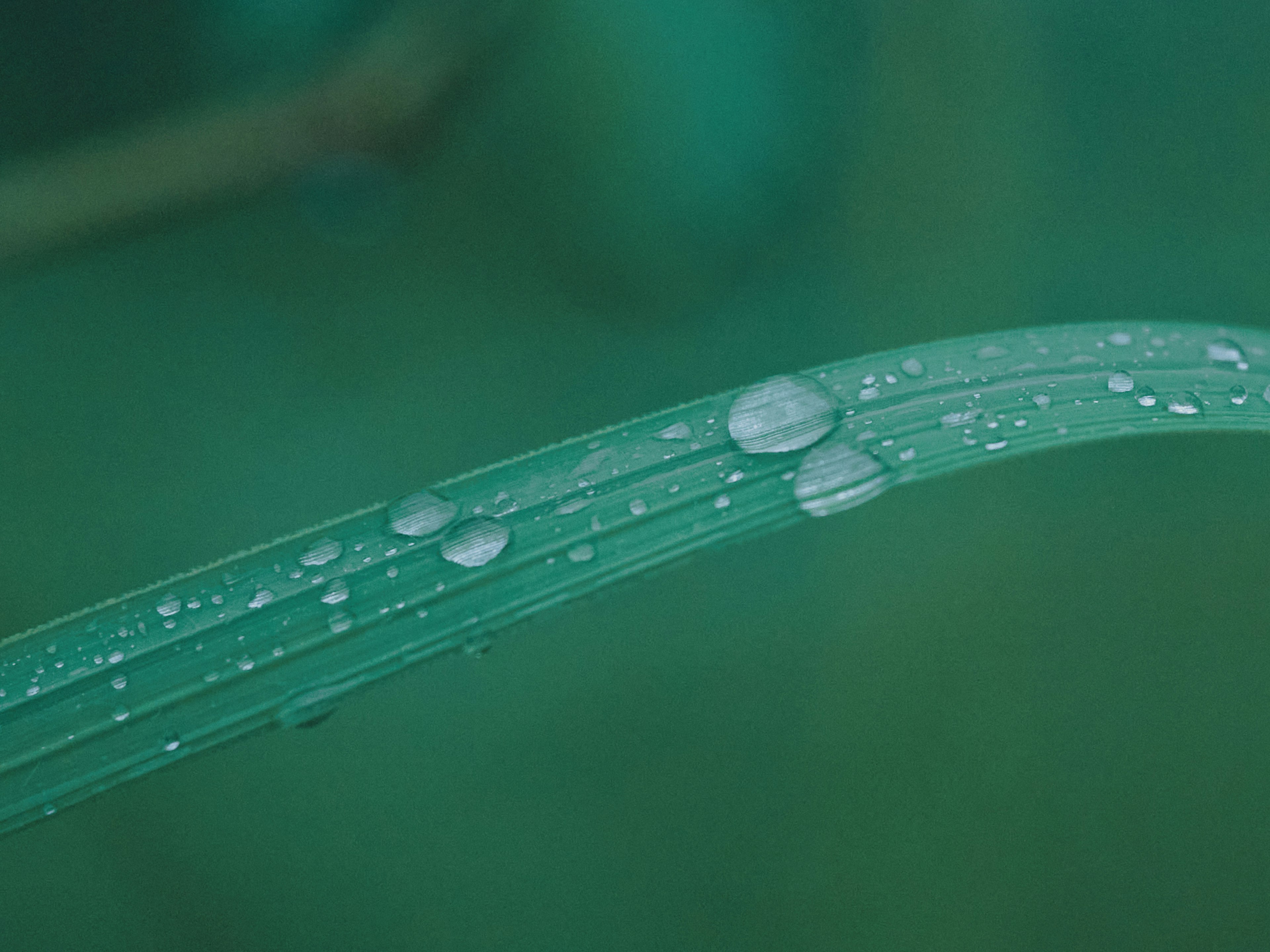 Primo piano di una foglia verde con gocce d'acqua