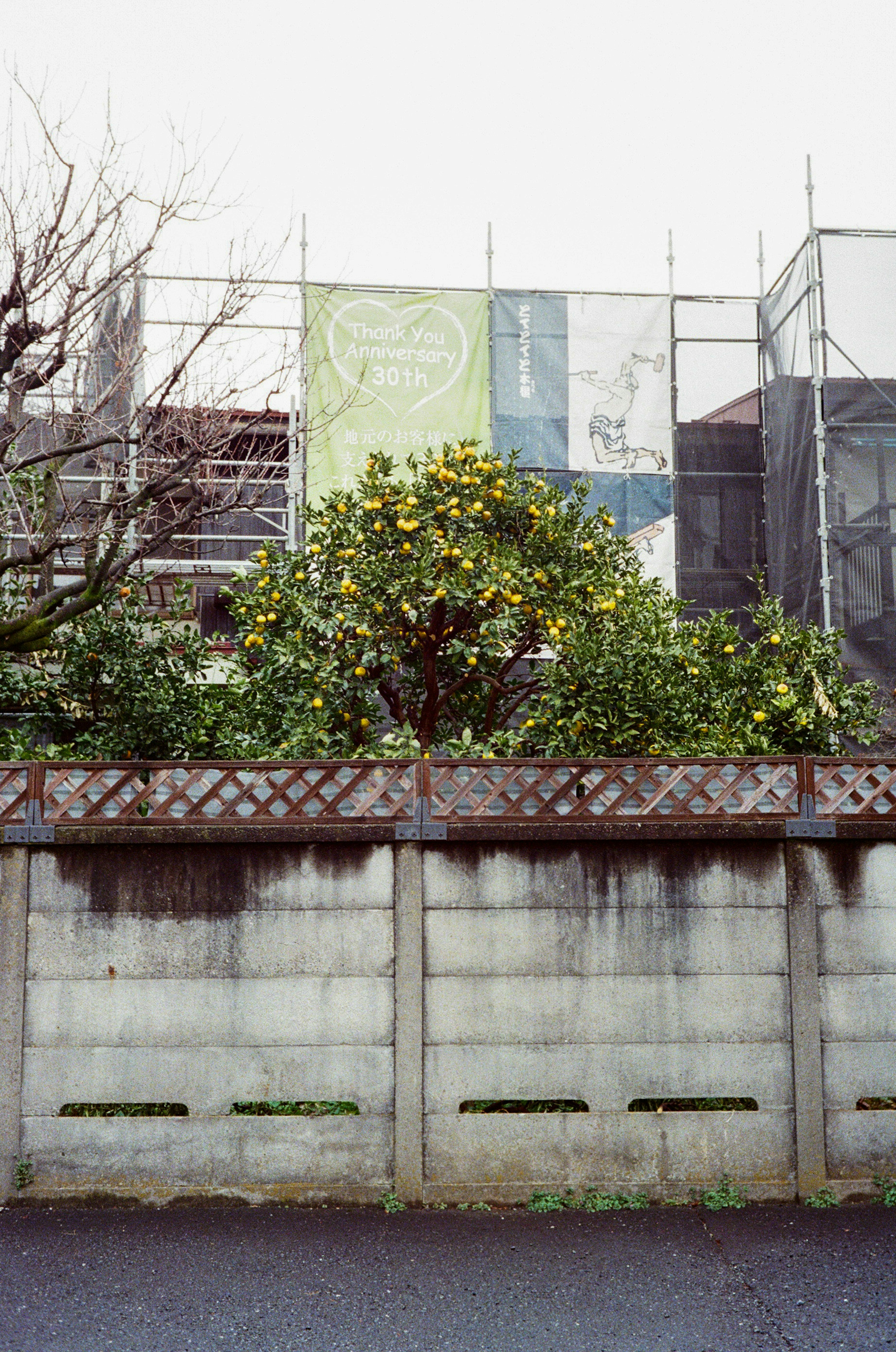 View of a construction site with greenery in the foreground