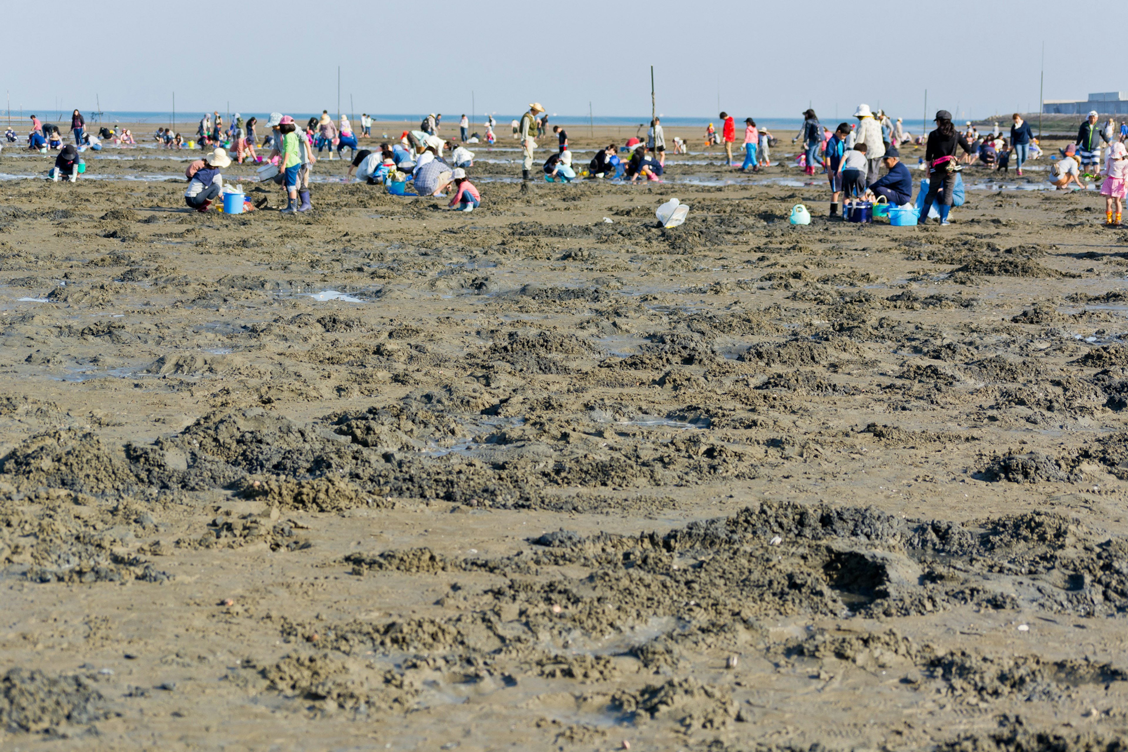 Menschen sammeln Muscheln auf einem schlammigen Watt