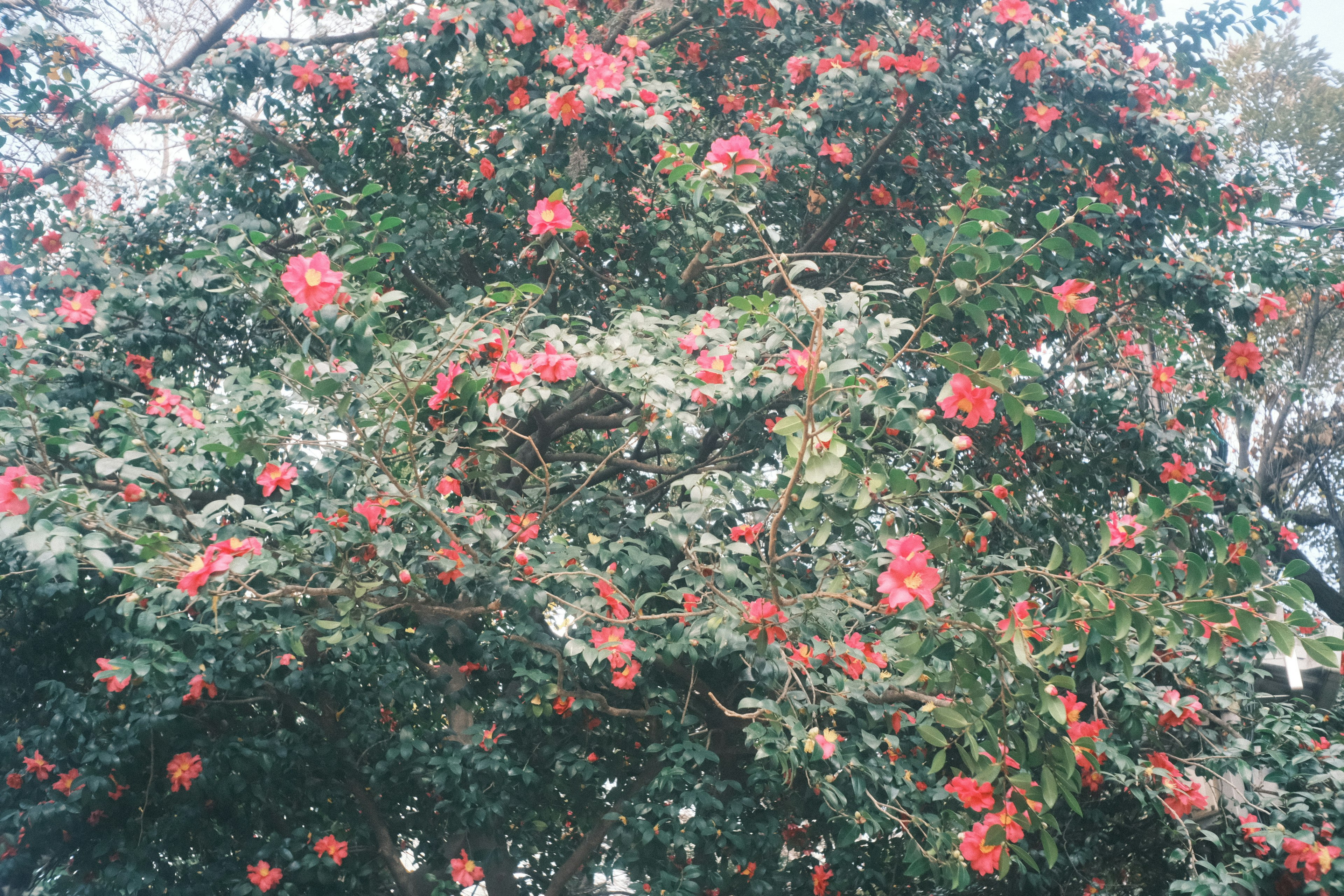 一棵装饰着鲜艳红花的树的全景