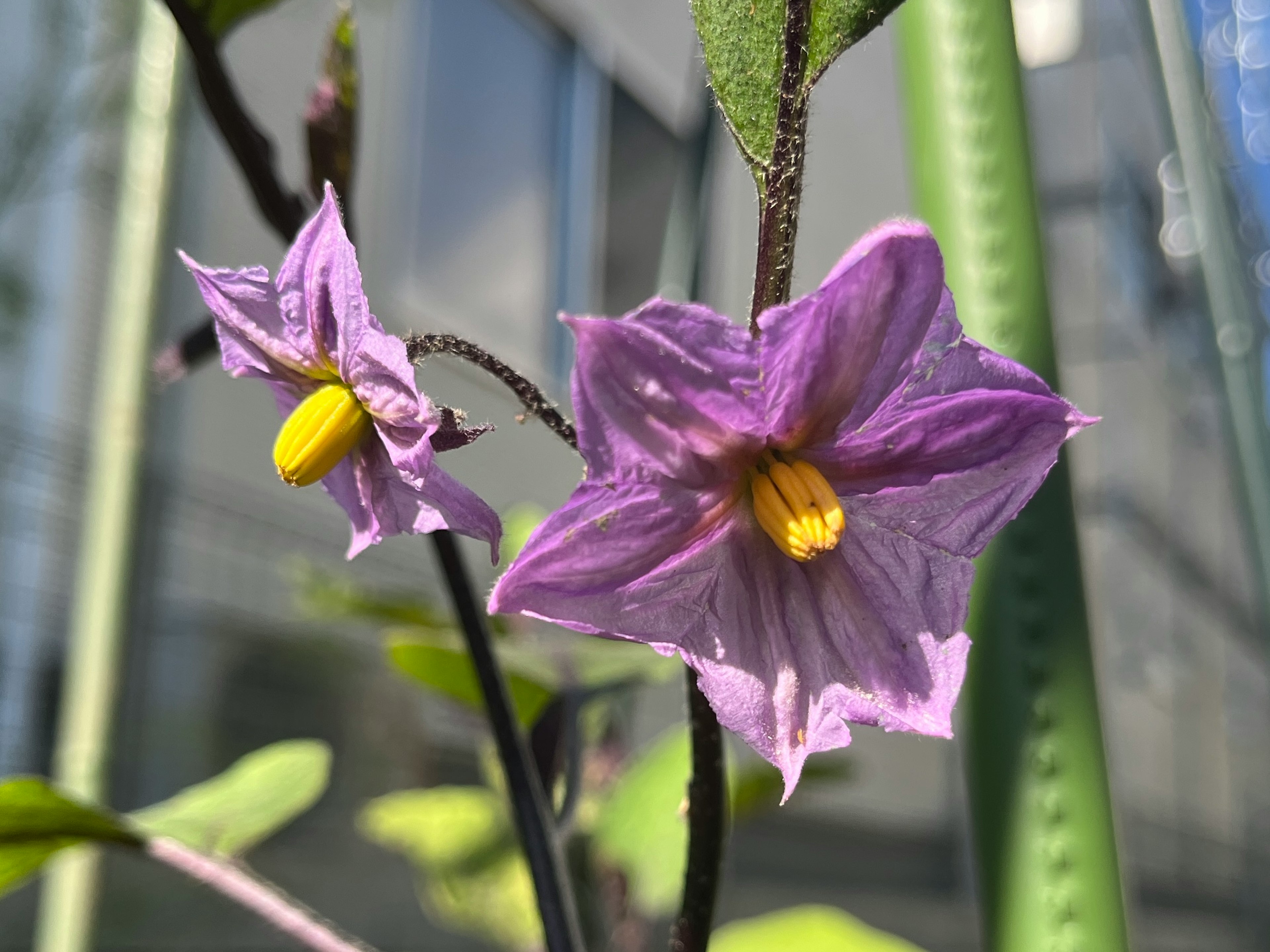 Purple eggplant flowers blooming near green stems