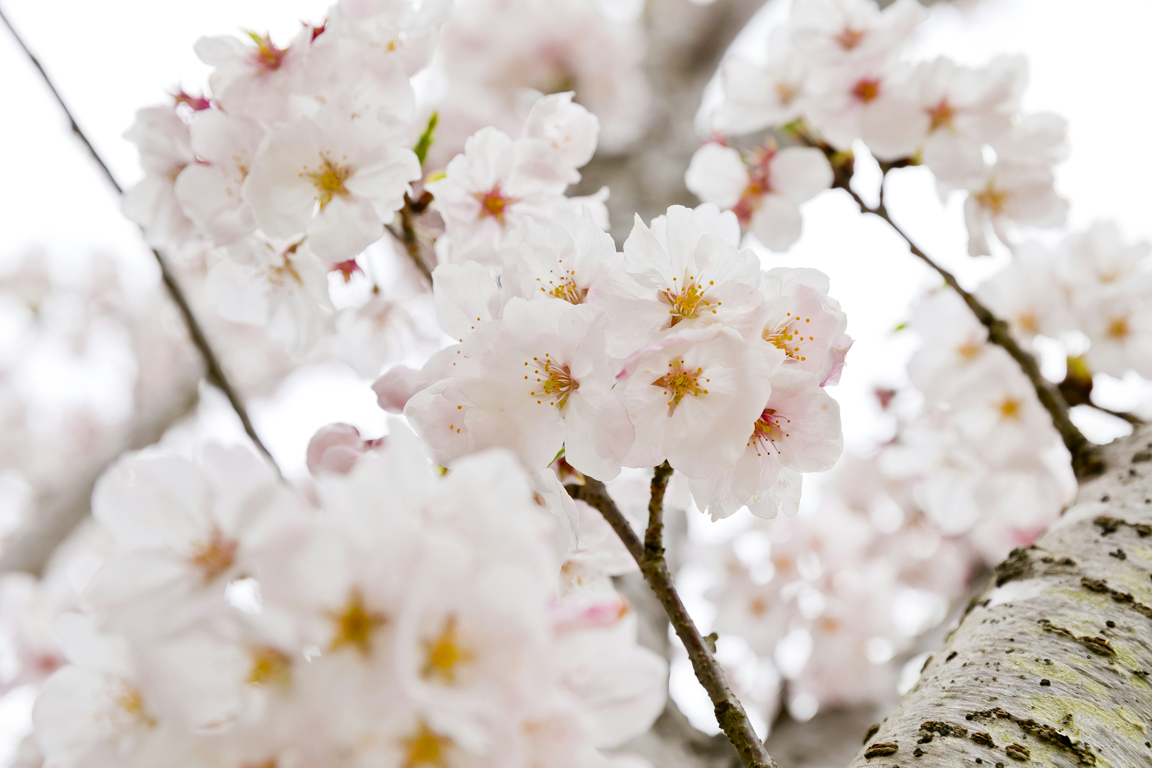 樱花盛开，淡粉色花瓣和黄色花心