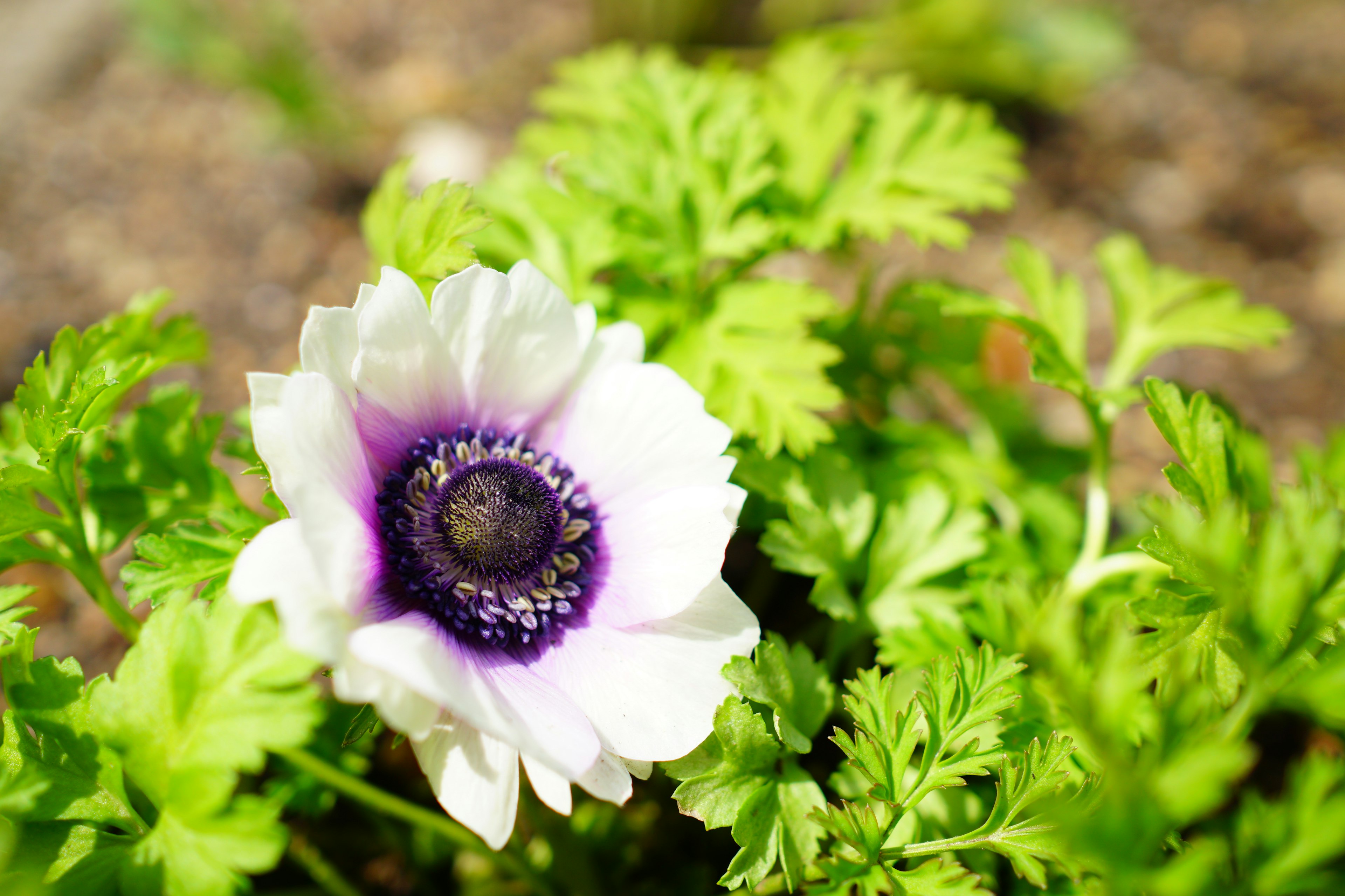 Flor de anémona con pétalos blancos y centro púrpura rodeada de hojas verdes