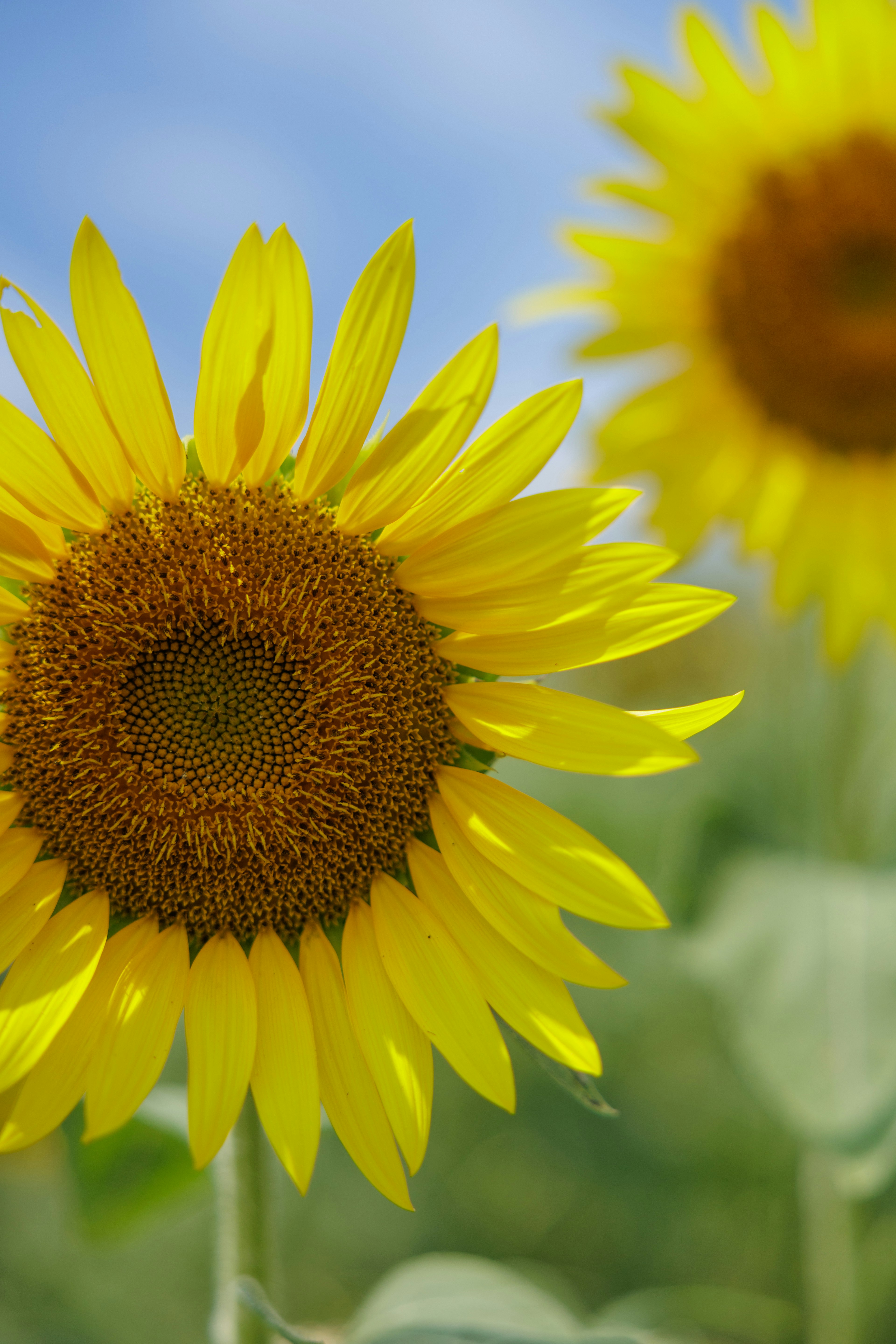 Tournesols vibrants fleurissant sous un ciel bleu