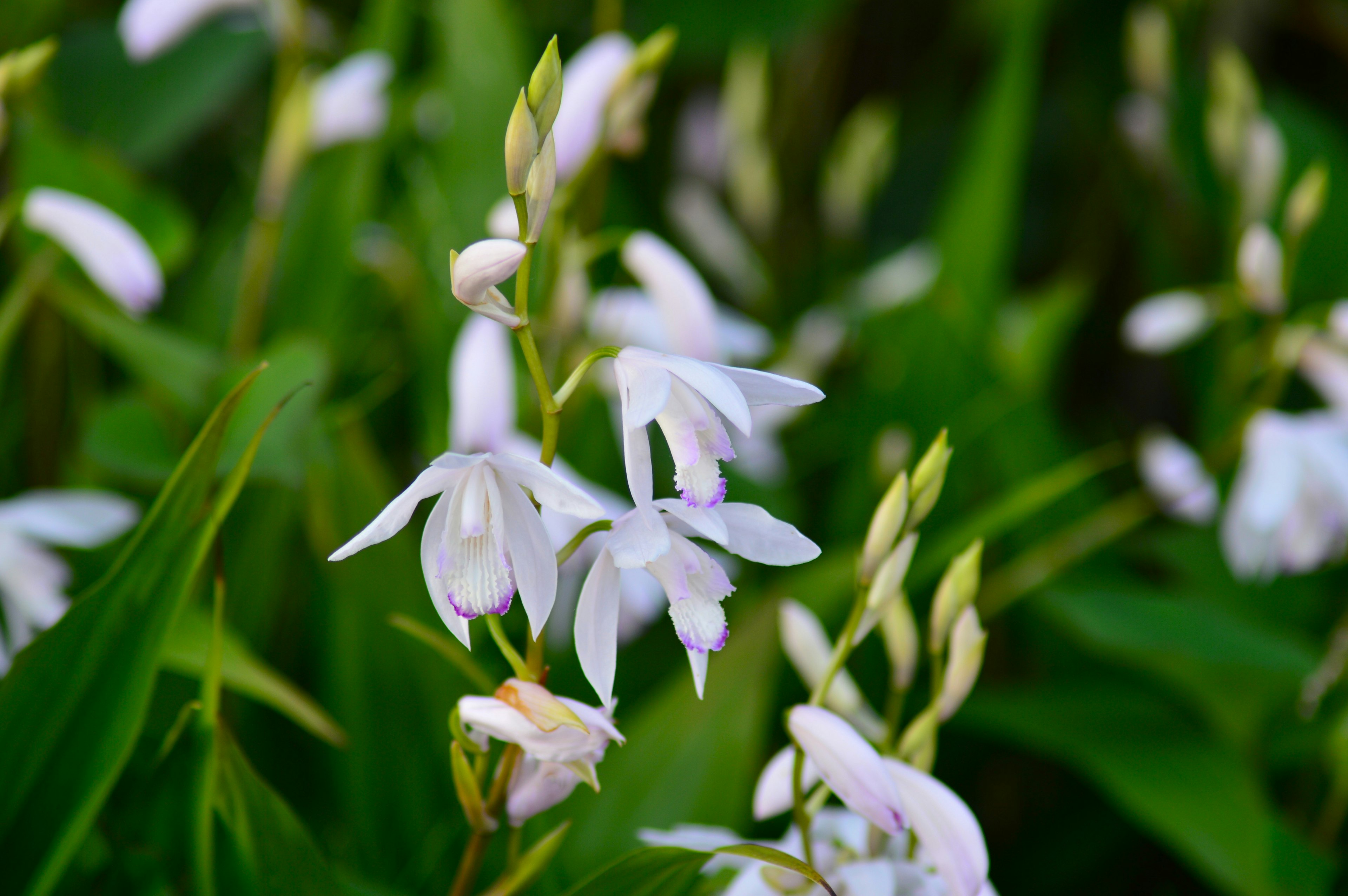 Delicate white flowers blooming among green leaves