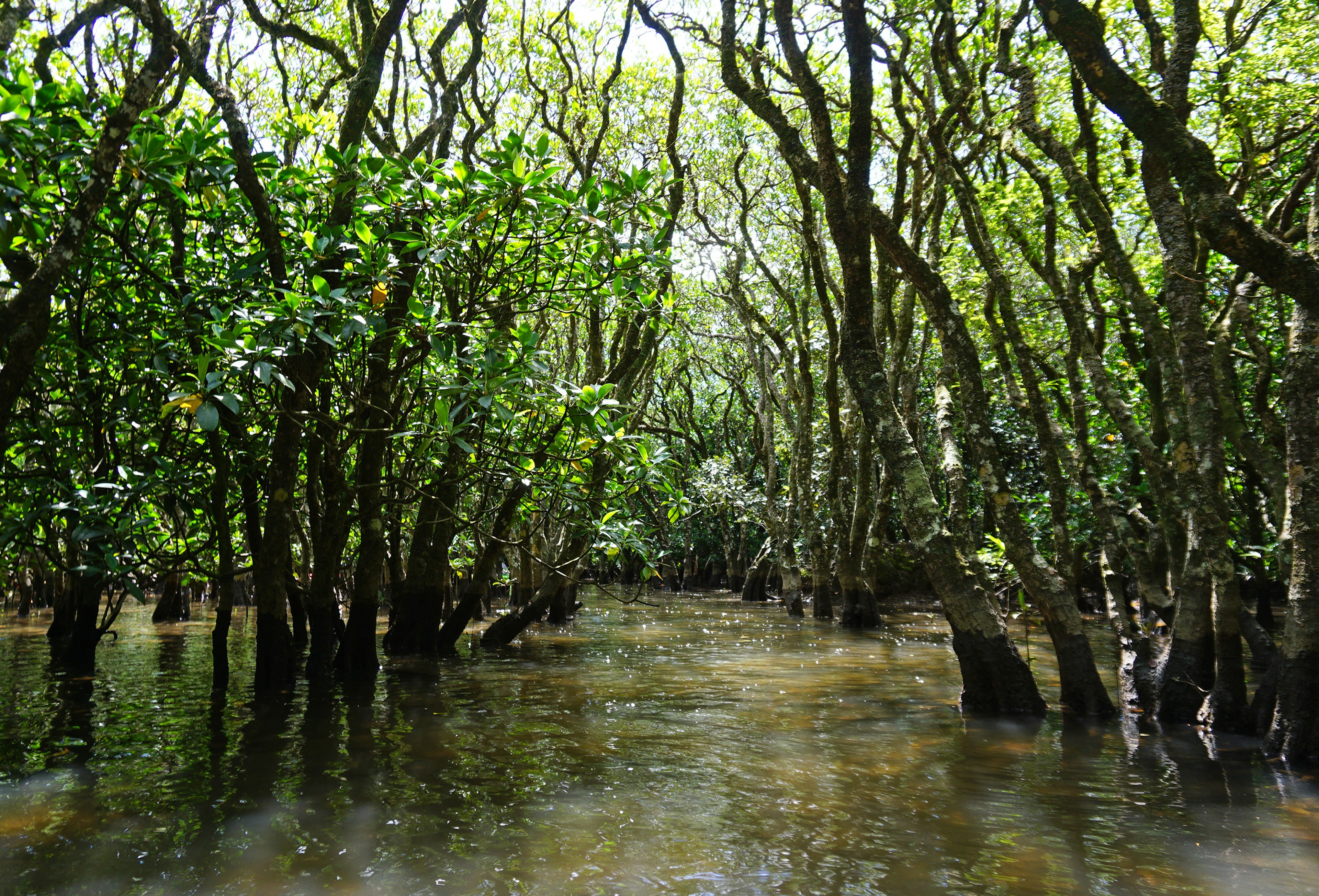 Forêt de mangroves luxuriante avec un plan d'eau