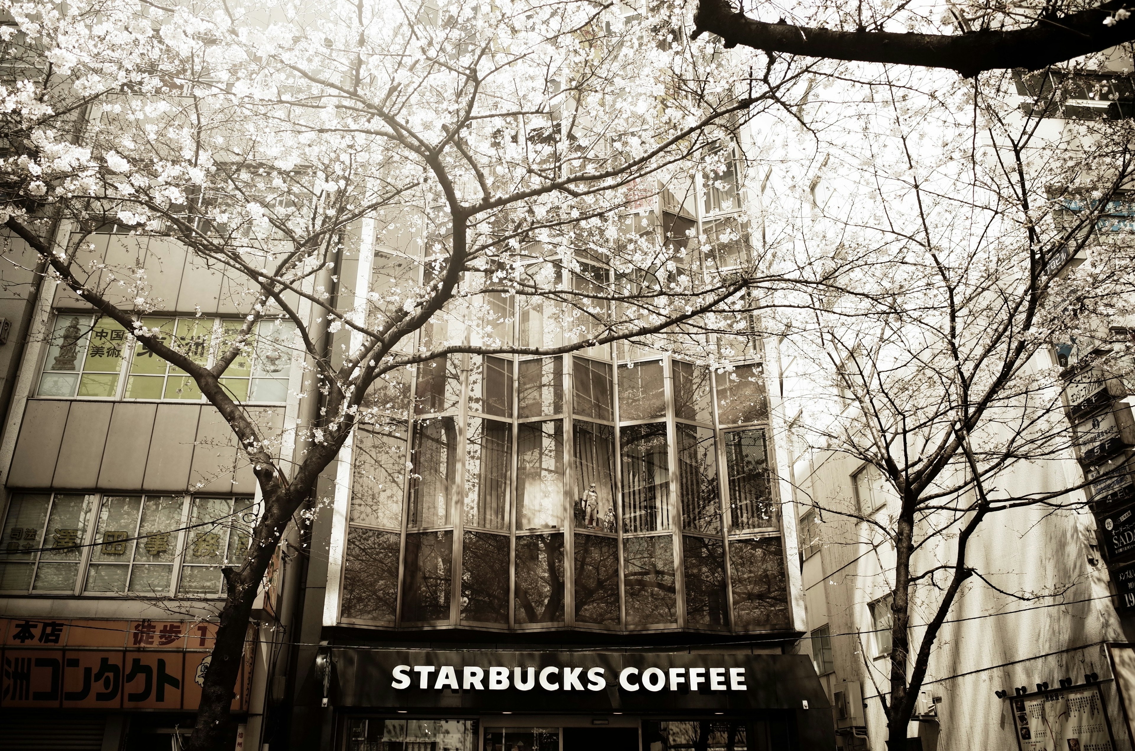 Magasin Starbucks Coffee à un coin de rue avec des cerisiers en fleurs