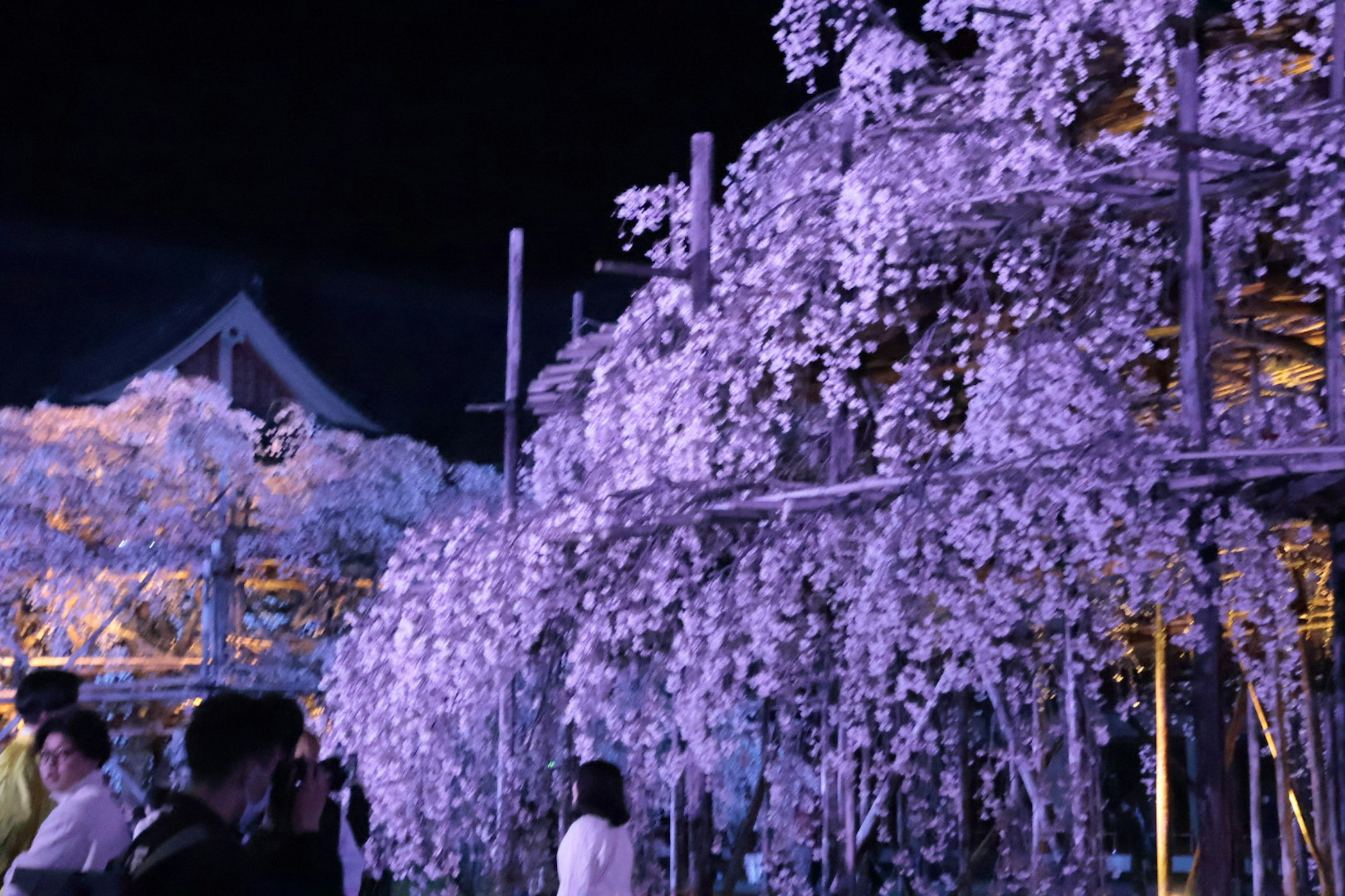 Arches de fleurs violettes illuminées la nuit avec des personnes à proximité