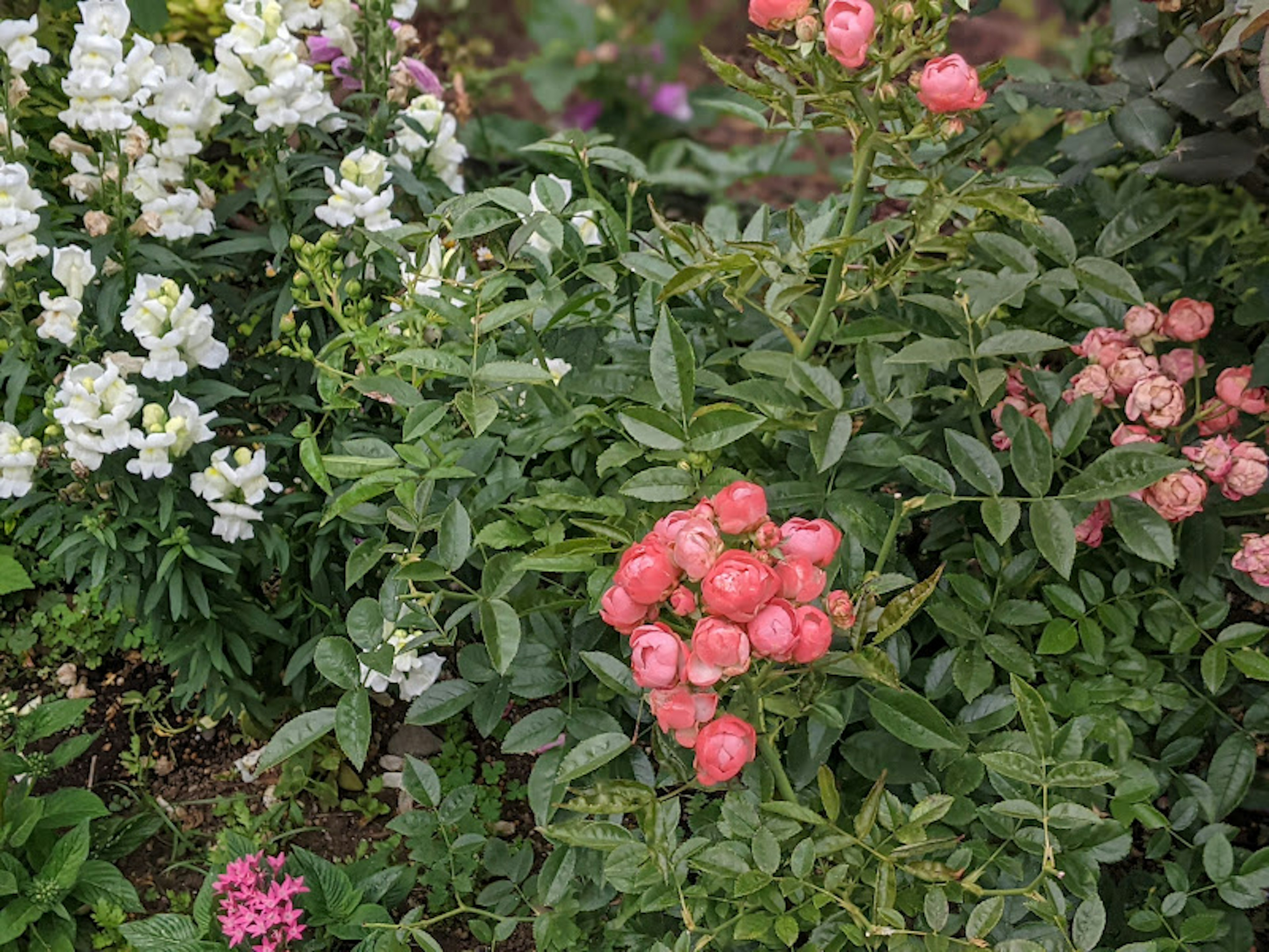 A vibrant garden corner featuring clusters of pink and white flowers among lush green foliage