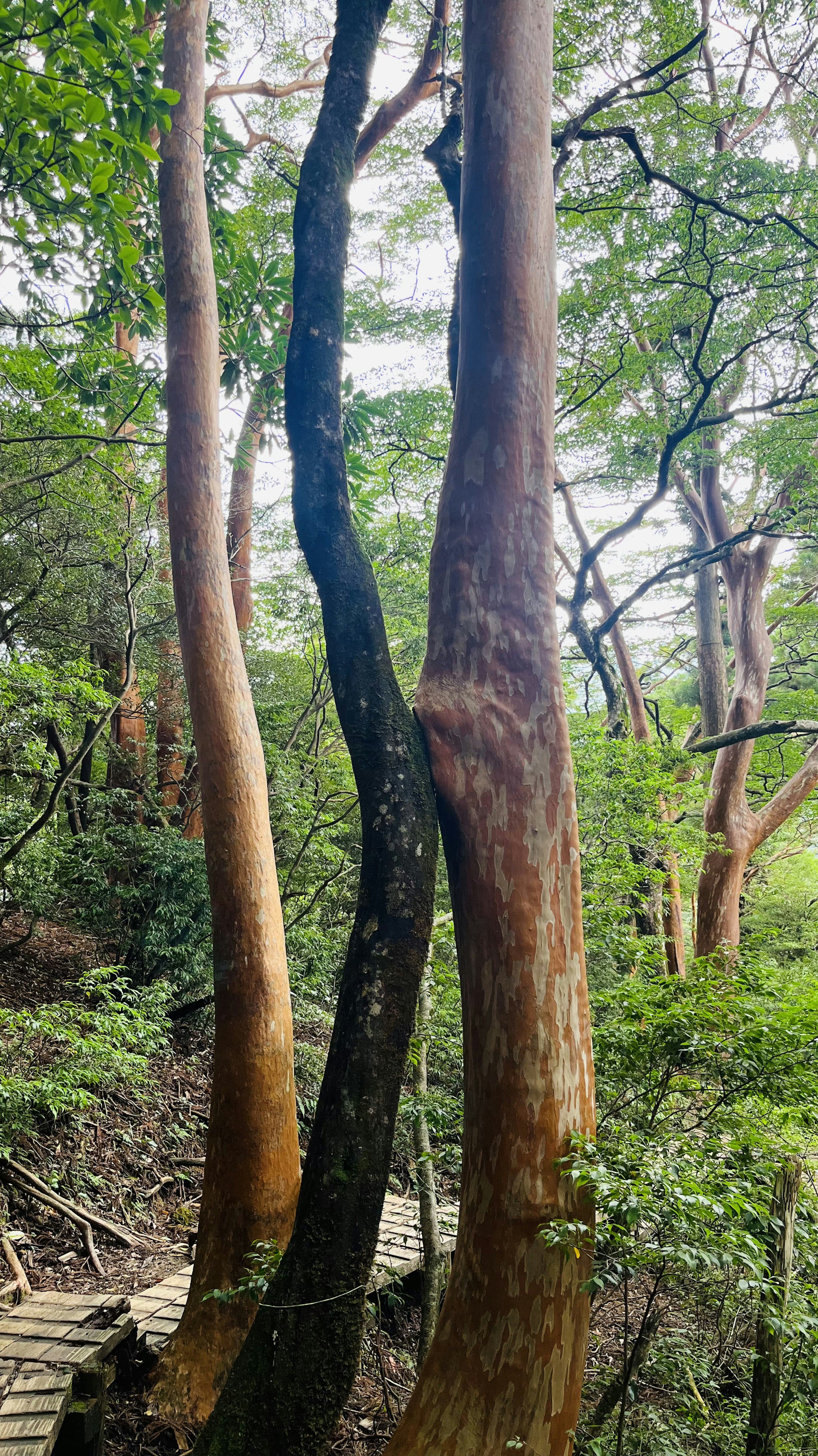 Unique trees in a lush forest setting with vibrant greenery