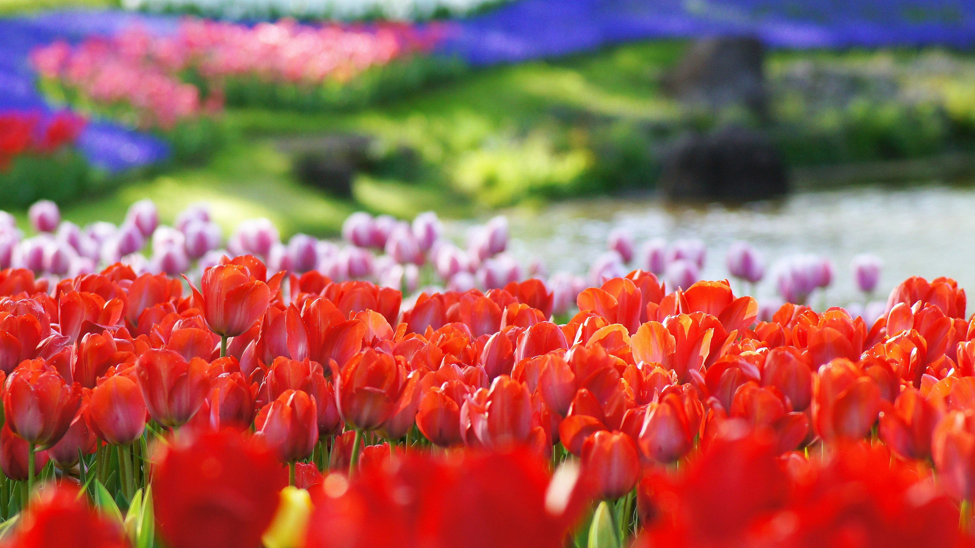 Campi di tulipani vivaci con uno sfondo sfocato