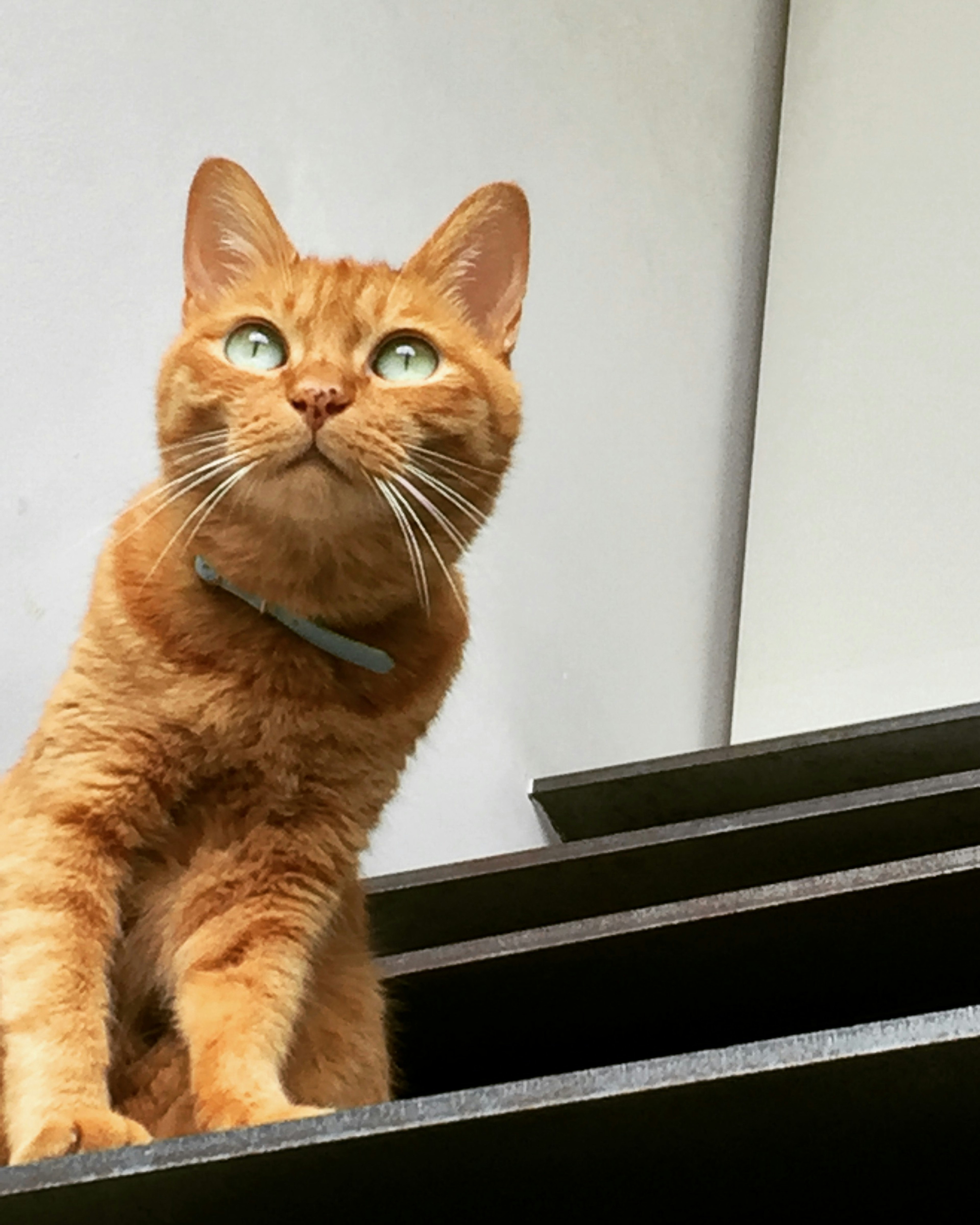 Gato naranja sentado en las escaleras mirando hacia arriba