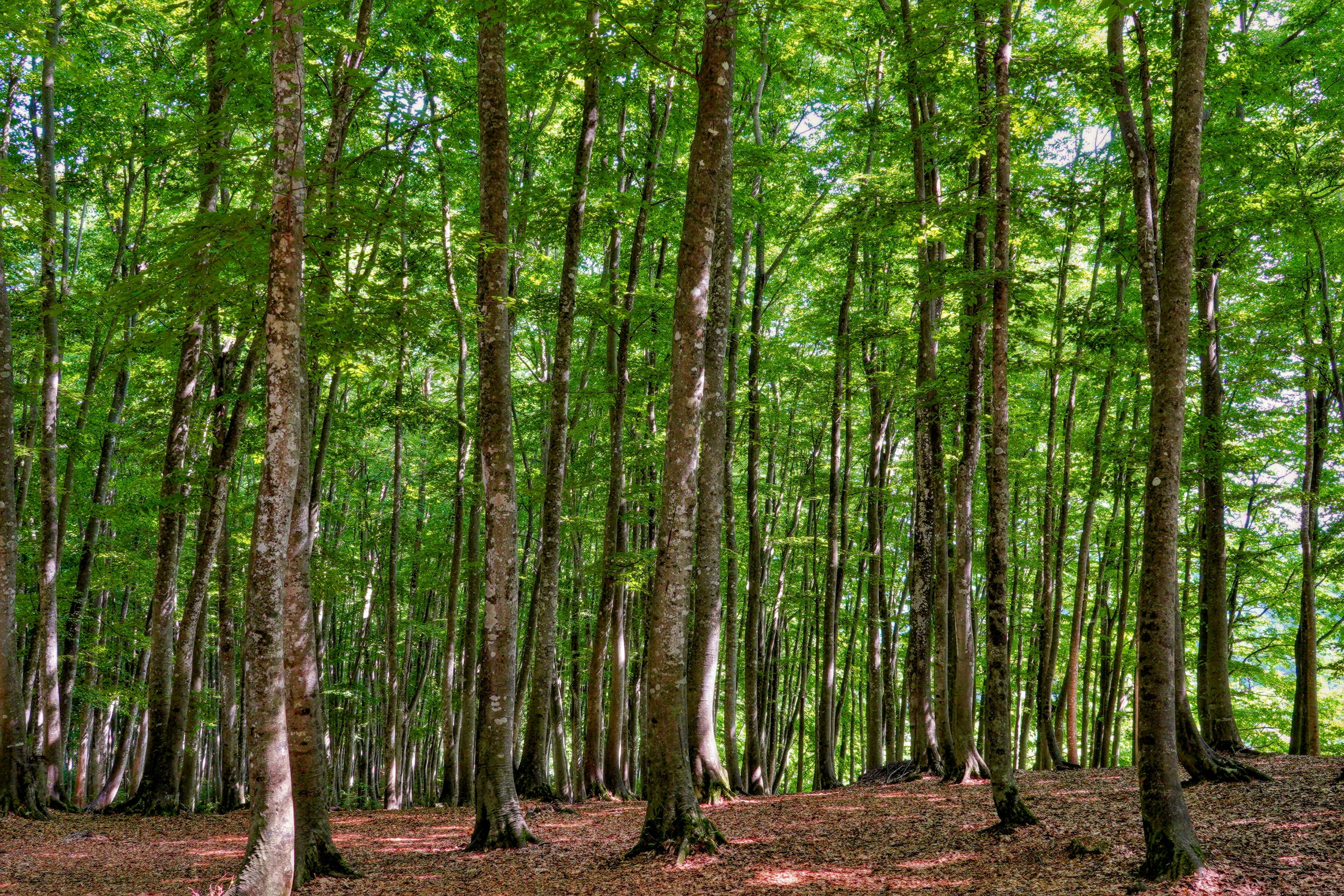 Paesaggio forestale con alberi alti e foglie verdi lussureggianti