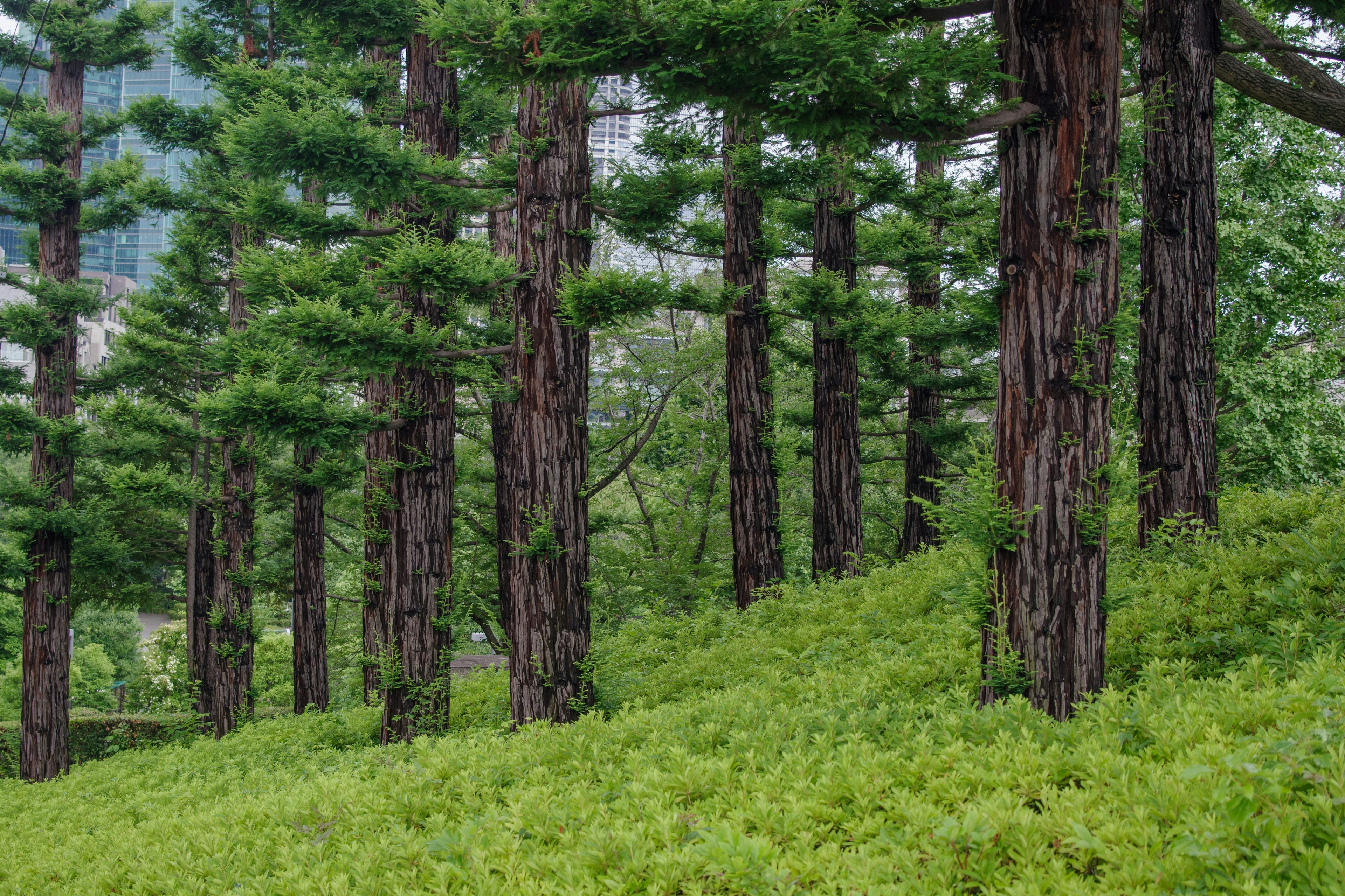 Tall green trees standing in a lush forest landscape