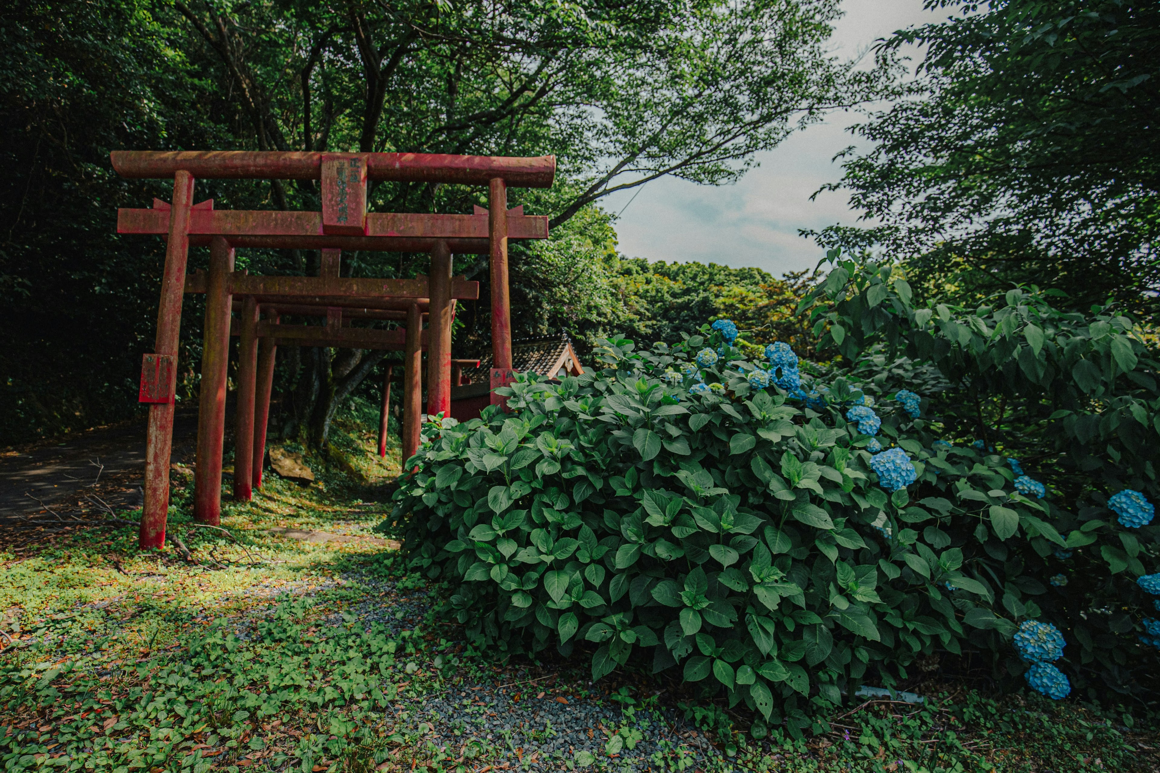 青い紫陽花に囲まれた赤い鳥居のある静かな小道