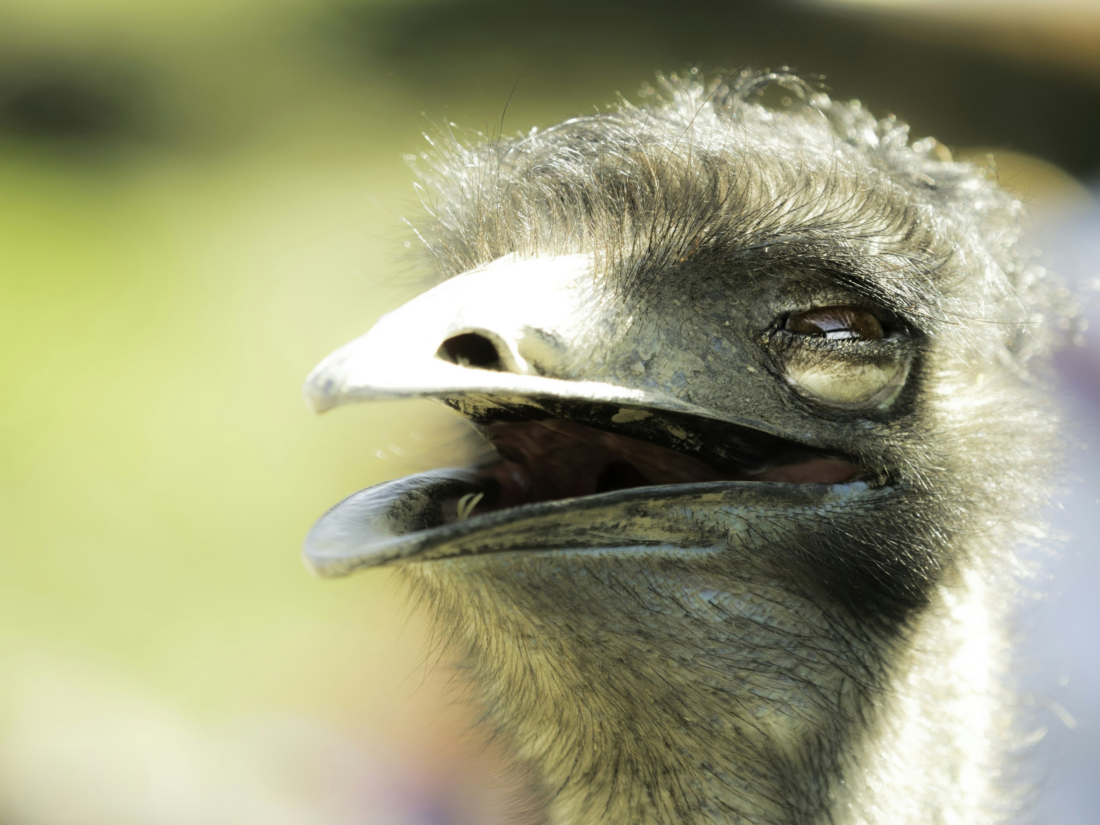 Close-up of an emu's face with its eyes closed and mouth open