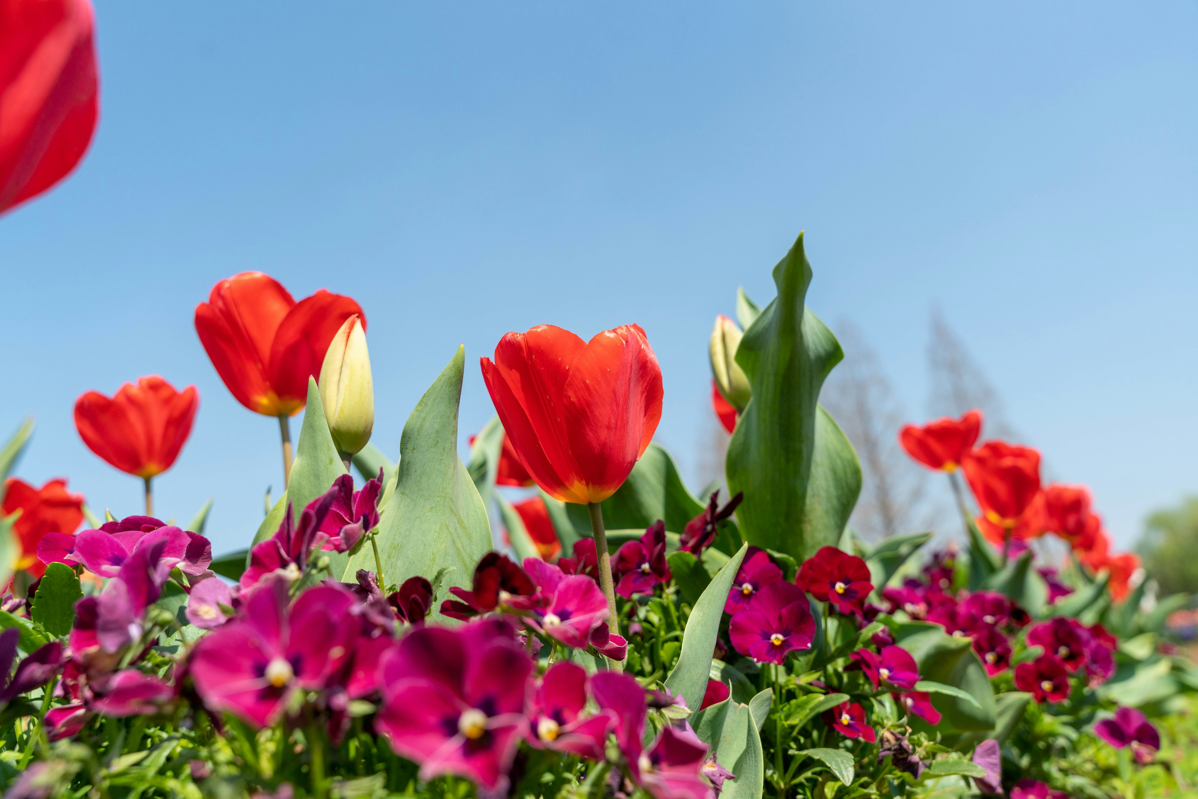 Lebendige rote Tulpen und lila Blumen blühen unter einem klaren blauen Himmel