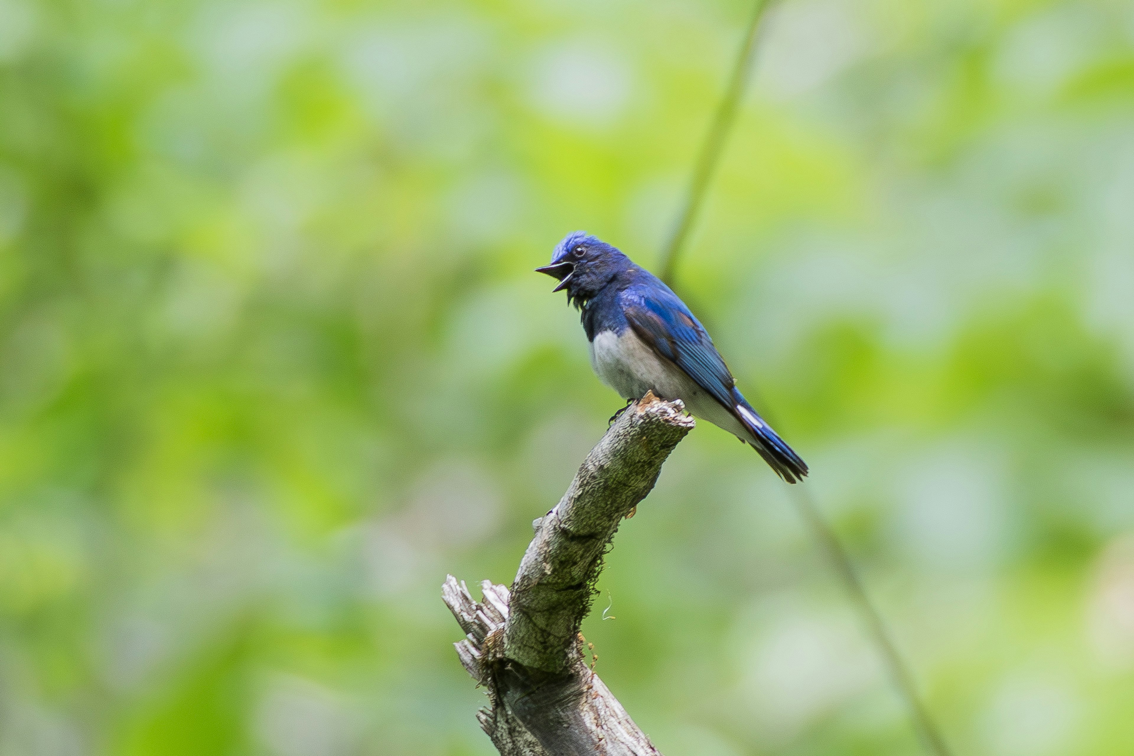 Blue bird perched on a branch with a blurred green background