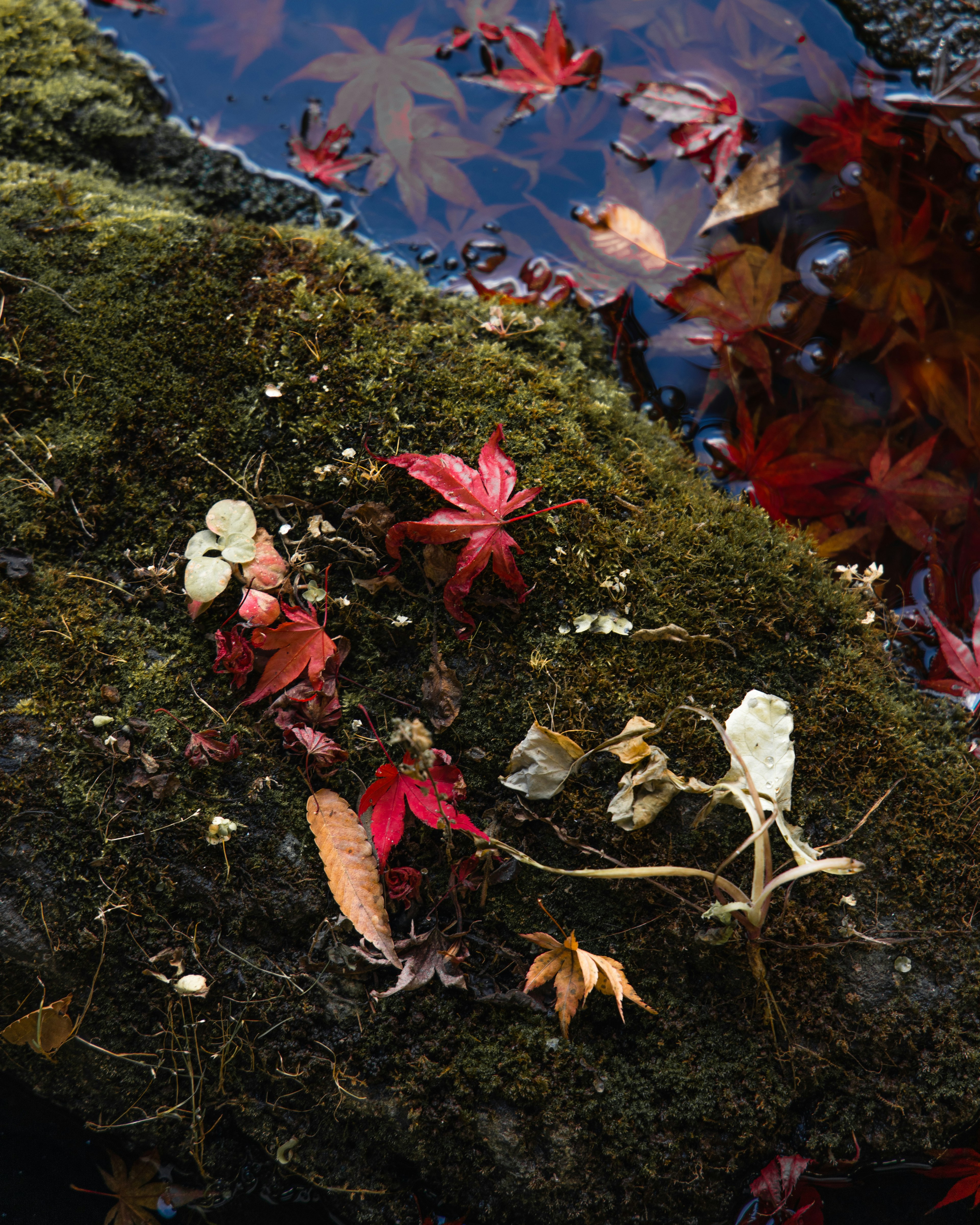 Arreglo de hojas rojas y flores blancas sobre una roca cubierta de musgo junto al agua