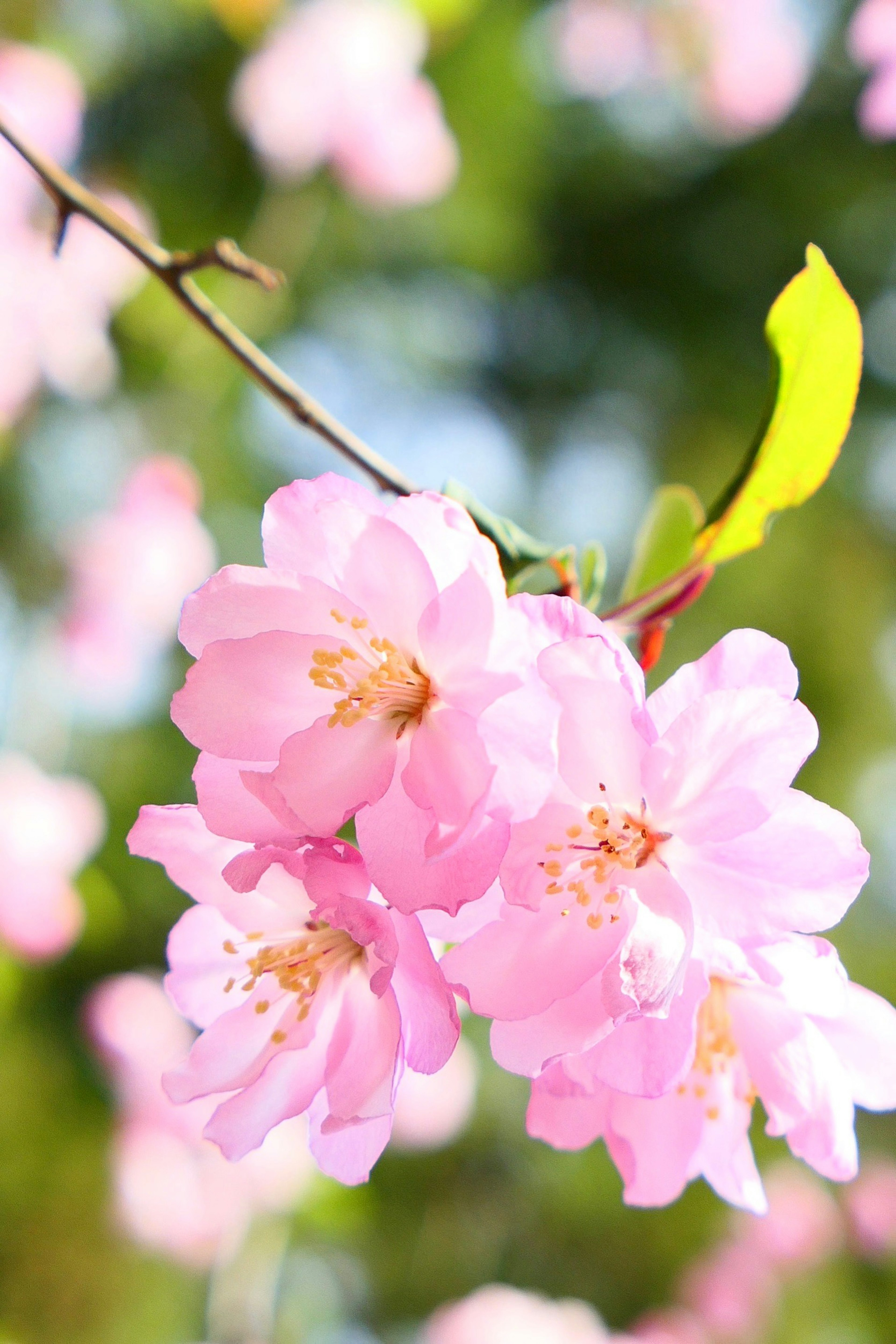 Close-up cabang bunga cherry dengan bunga pink dan daun hijau